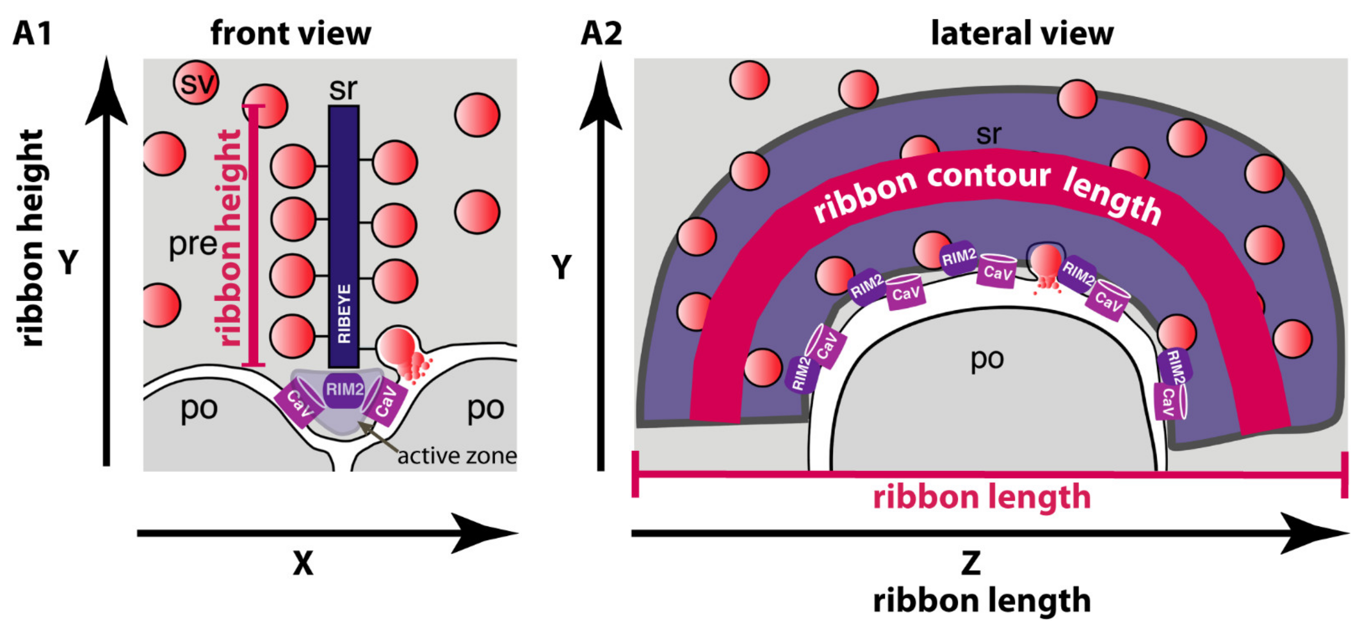 Ijms 22 10789 g001 Ijms 22 10789 g001