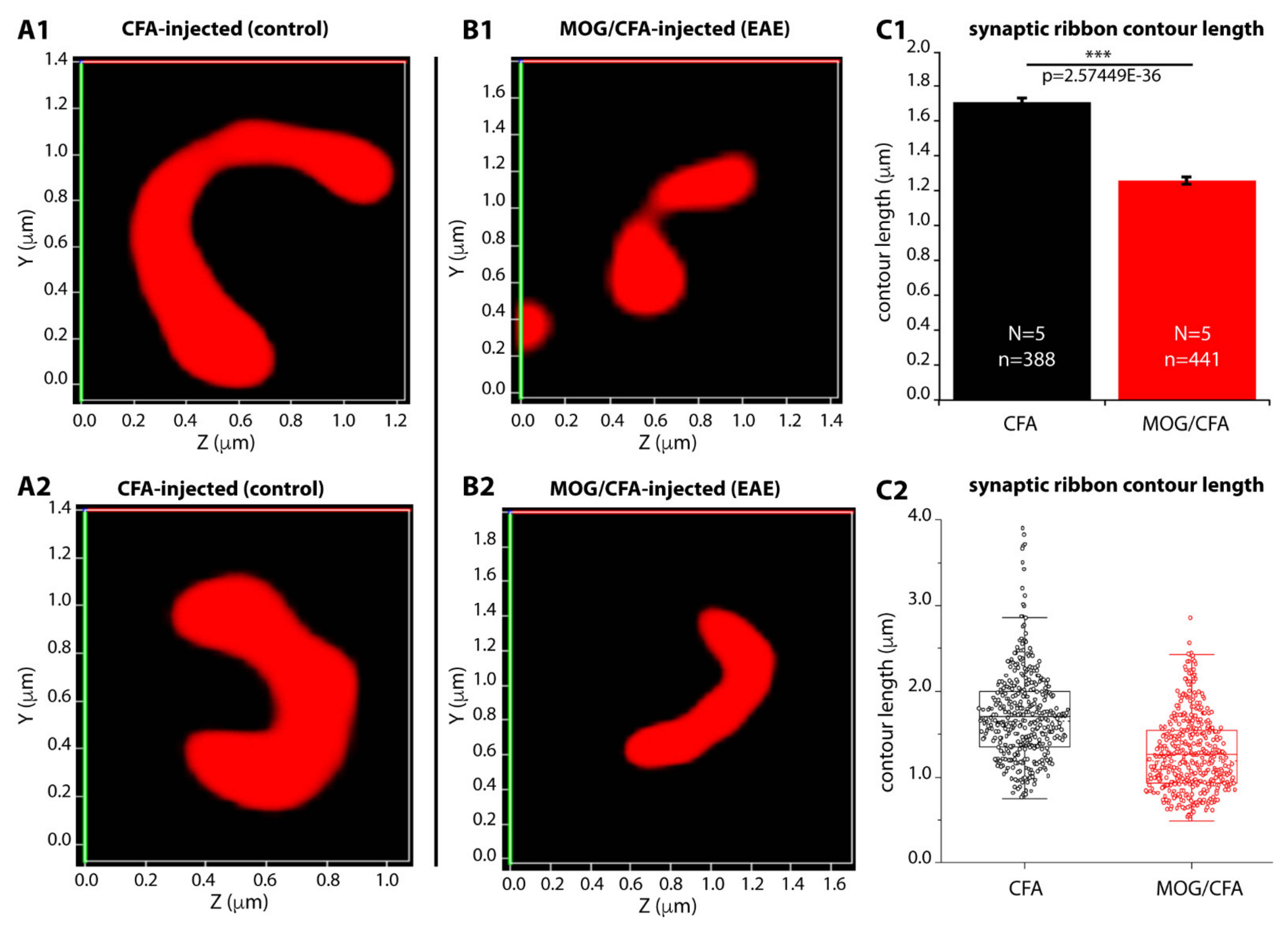 Ijms 22 10789 g003 Ijms 22 10789 g003