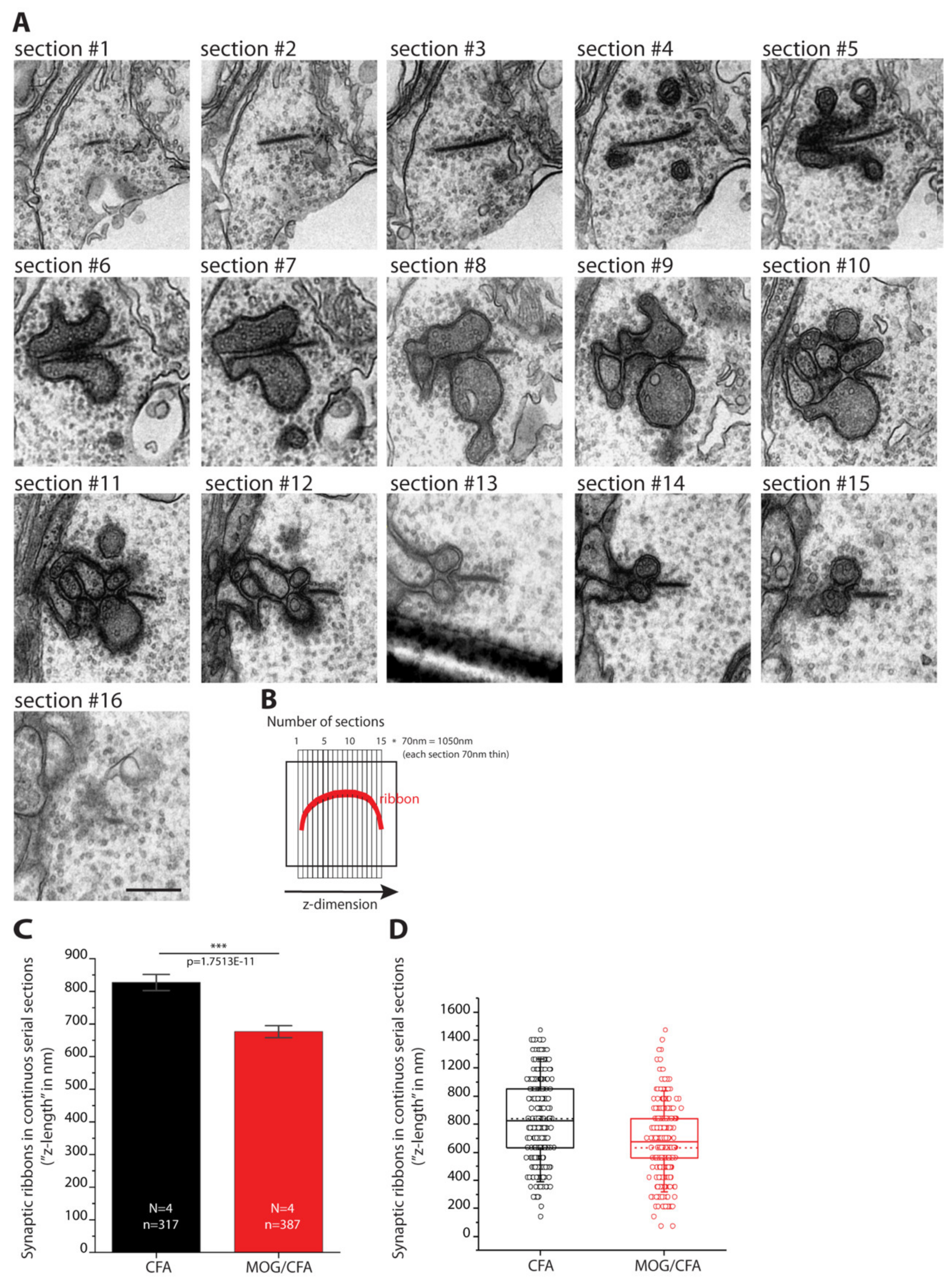 Ijms 22 10789 g005 Ijms 22 10789 g005