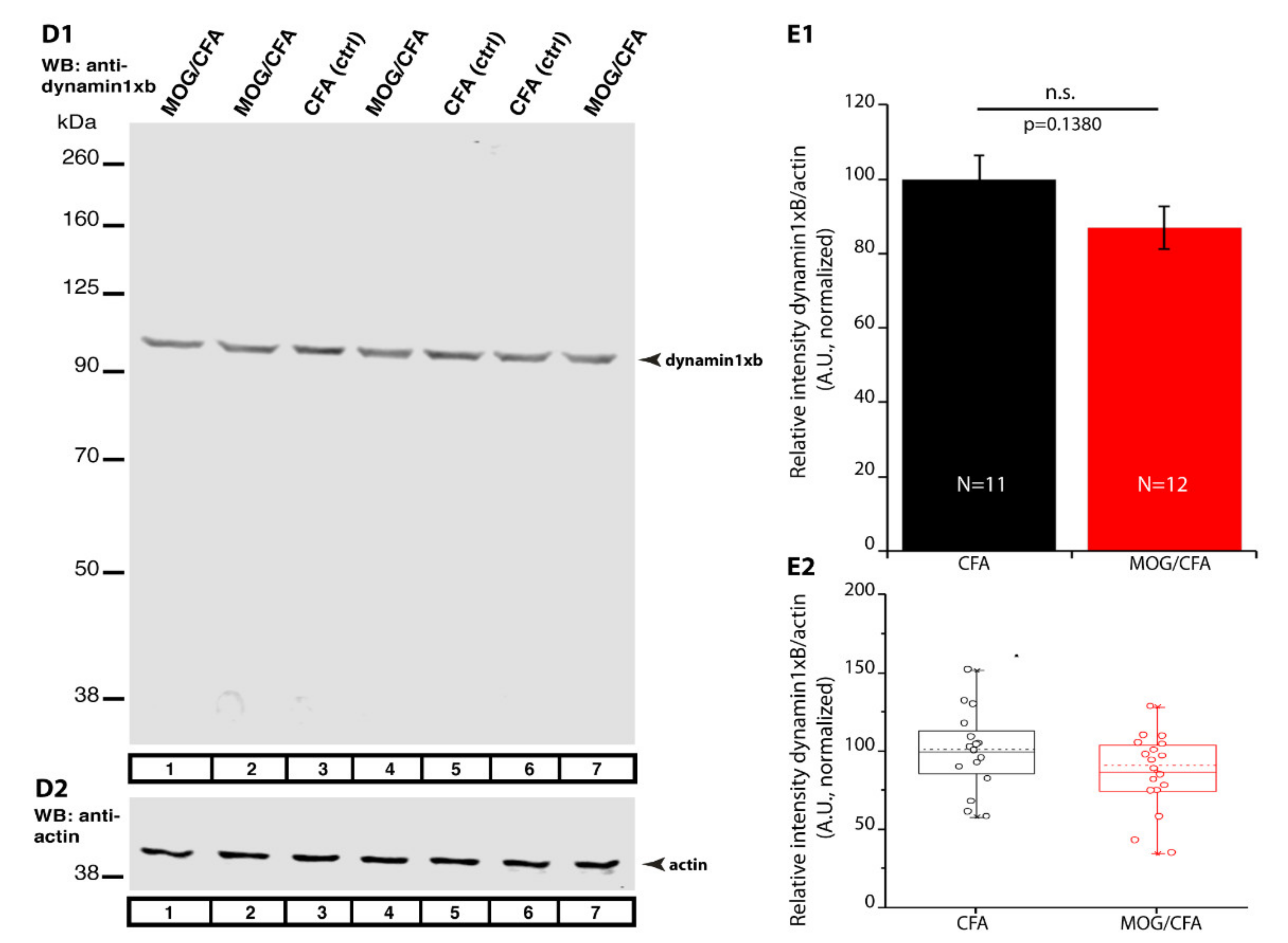 Ijms 22 10789 g011b Ijms 22 10789 g011b