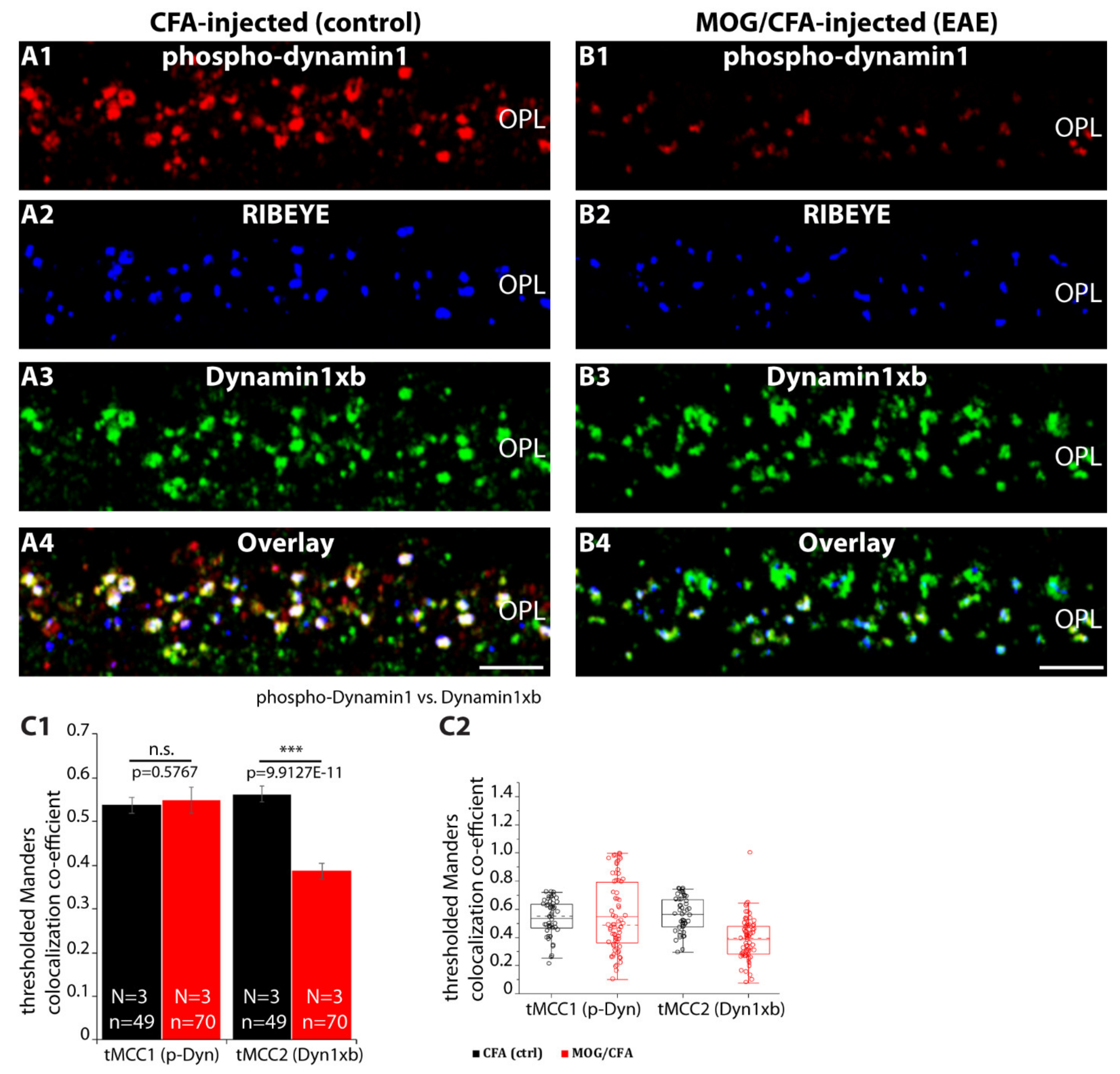 Ijms 22 10789 g013 Ijms 22 10789 g013