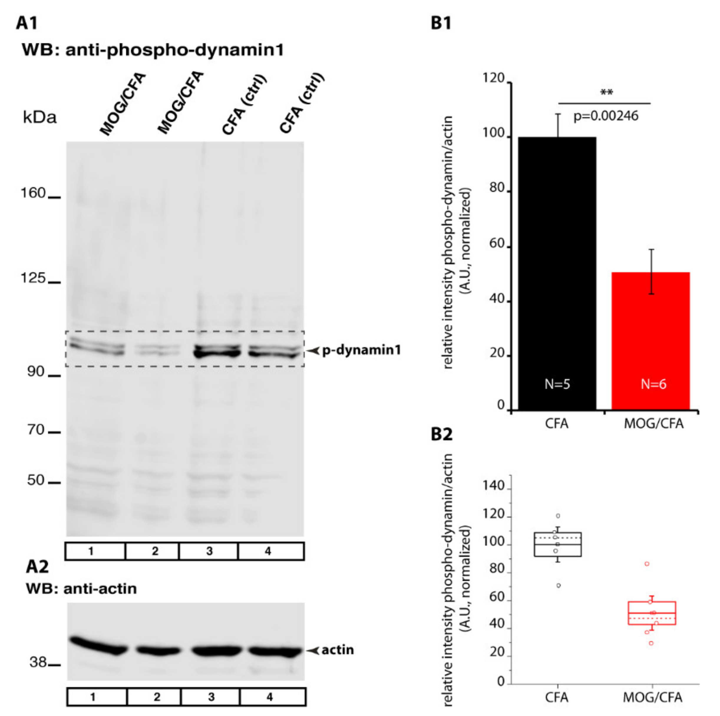 Ijms 22 10789 g014 Ijms 22 10789 g014