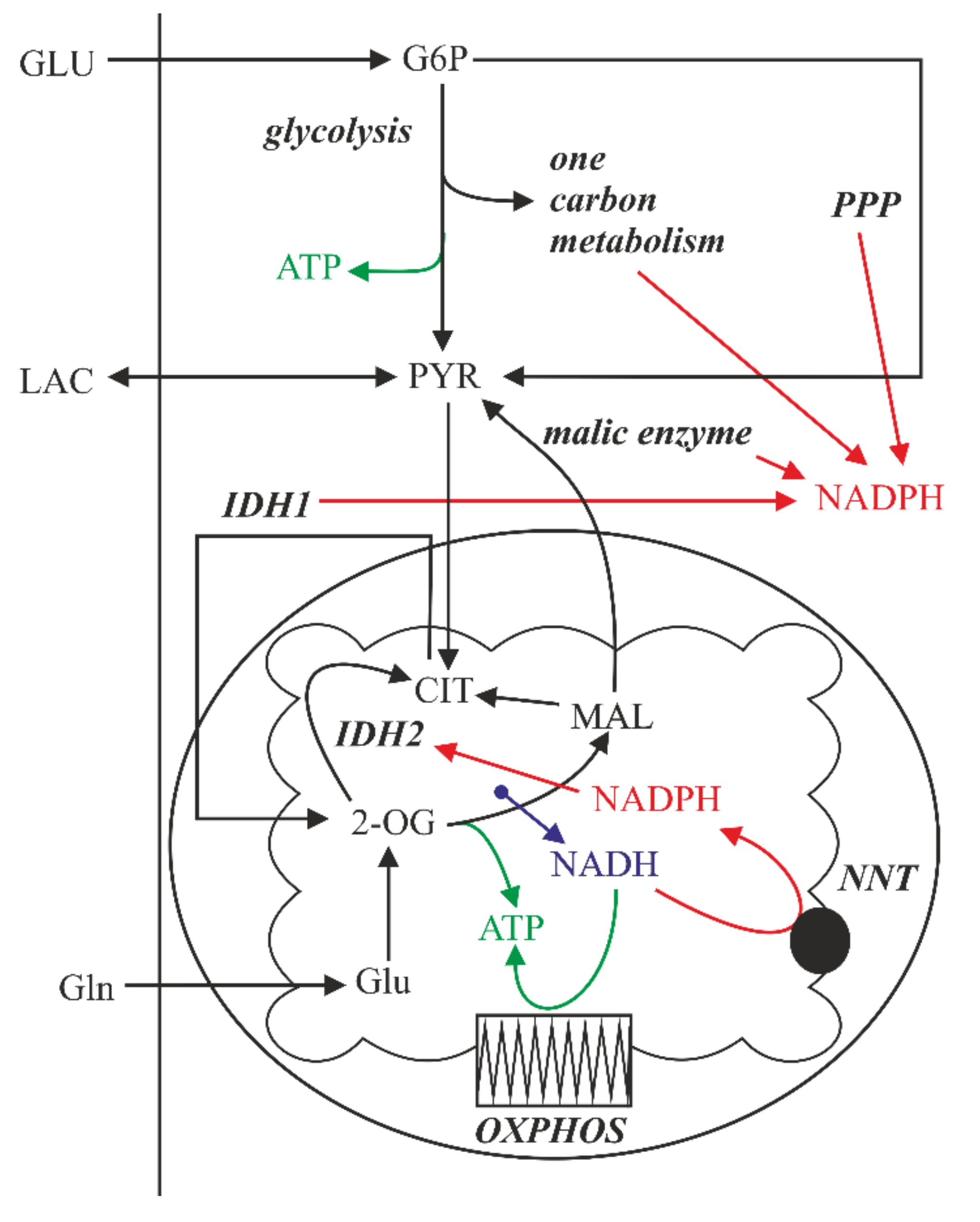 Ijms 22 10790 g006 550