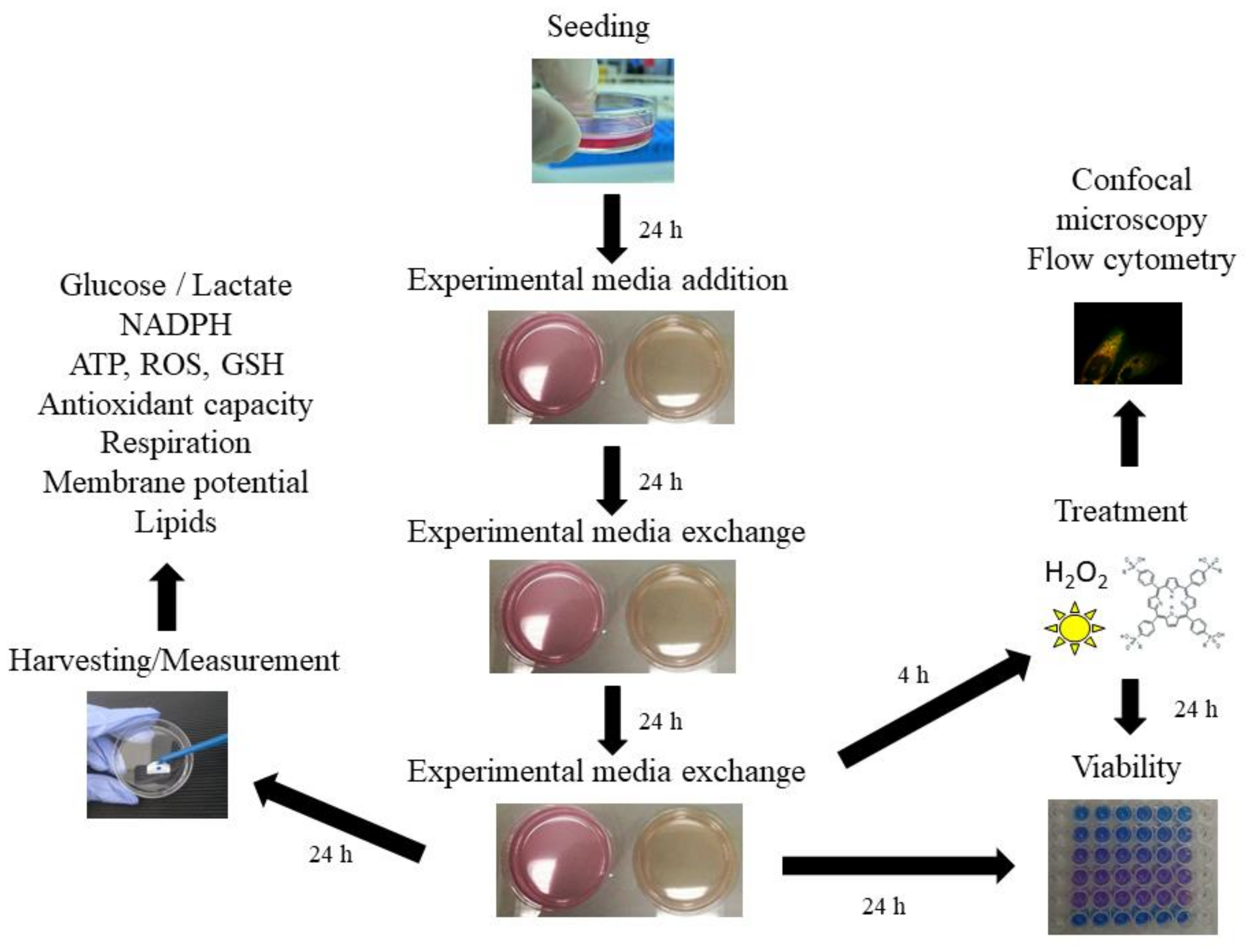 Ijms 22 10790 g0a1 550