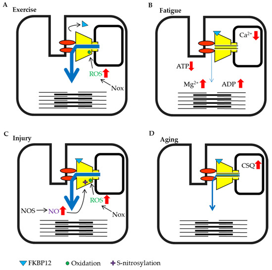 The Ryanodine Receptor as a Sensor for Intracellular Environments in ...