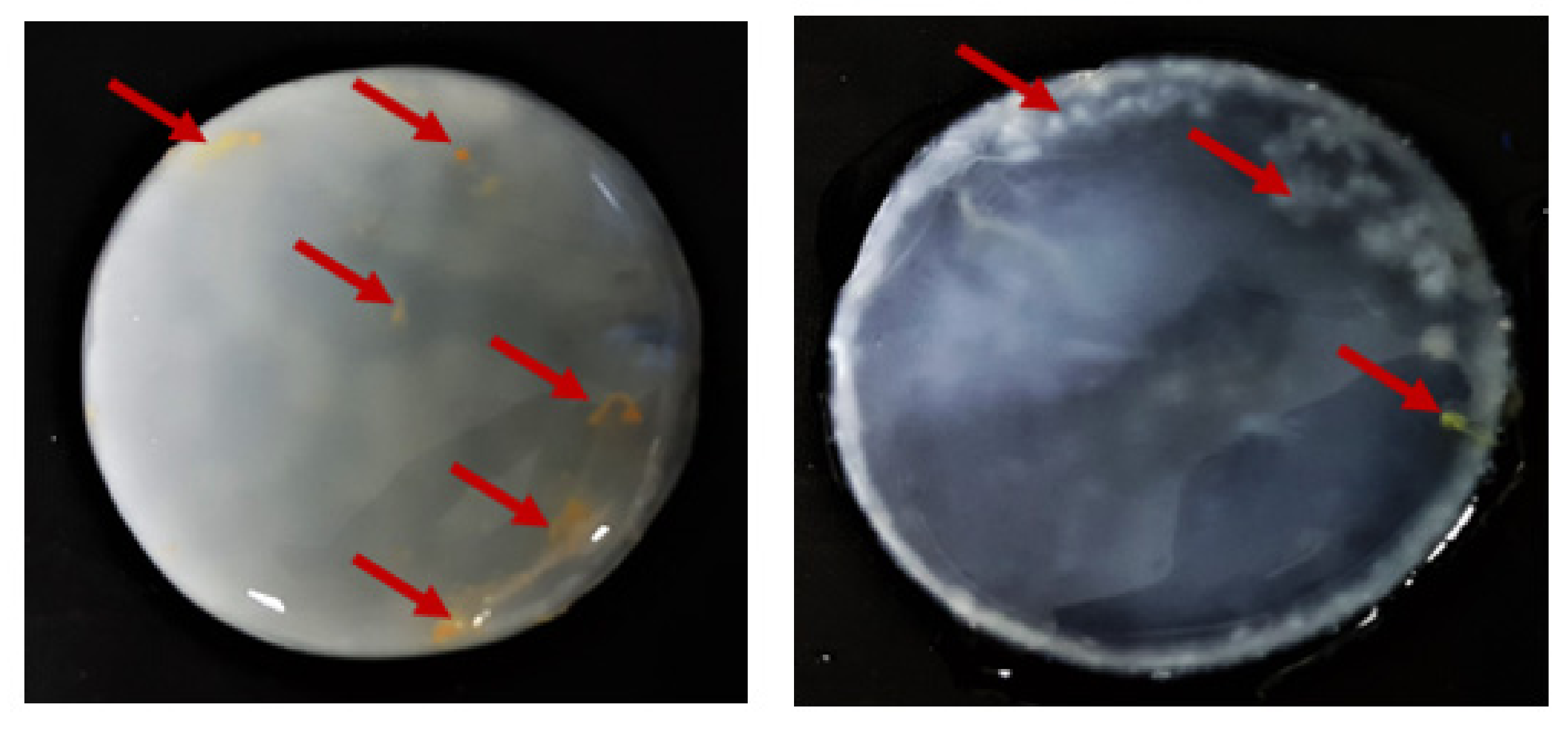 Ijms 22 10807 g007 550