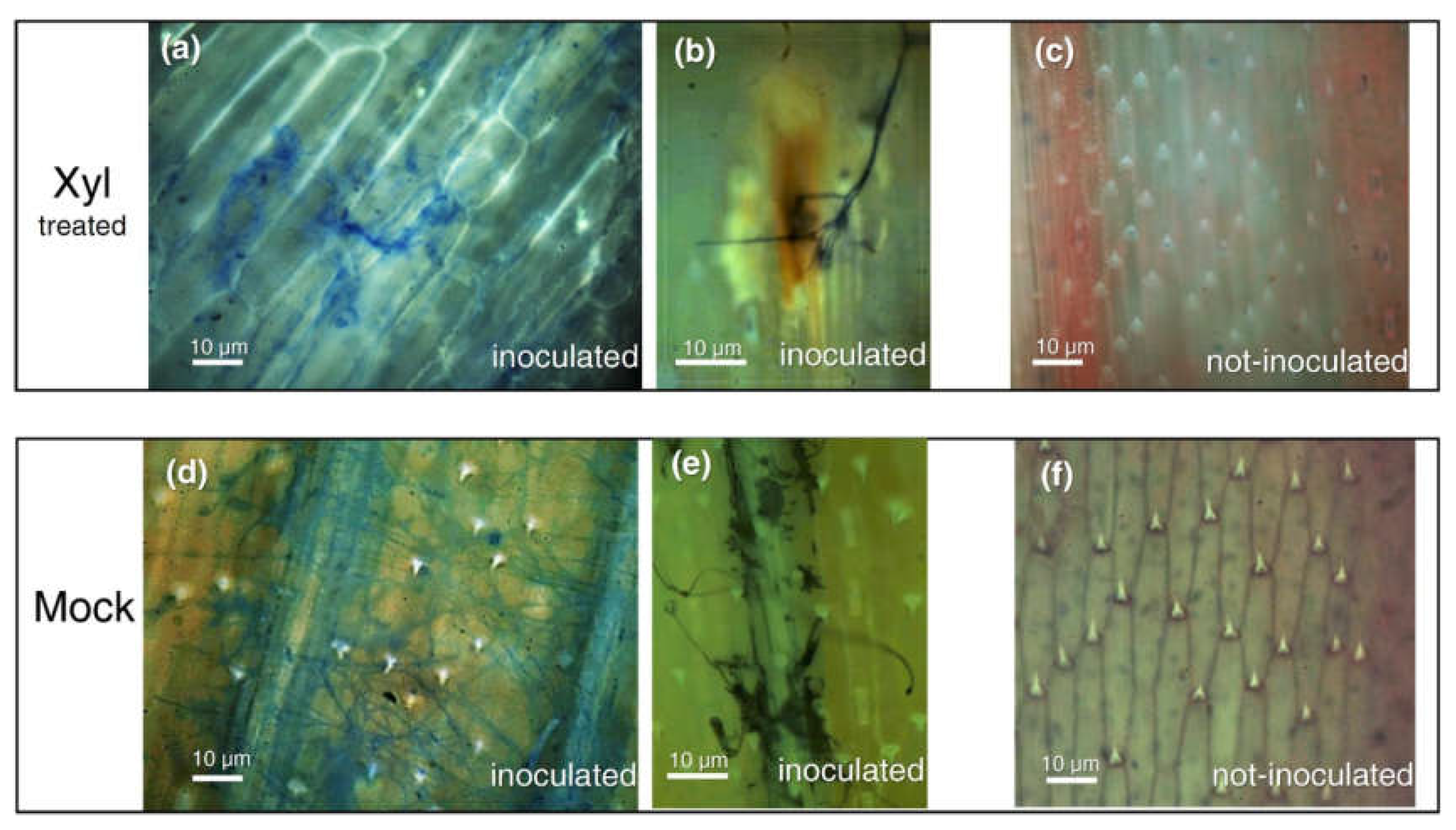 Ijms 22 10811 g007 550