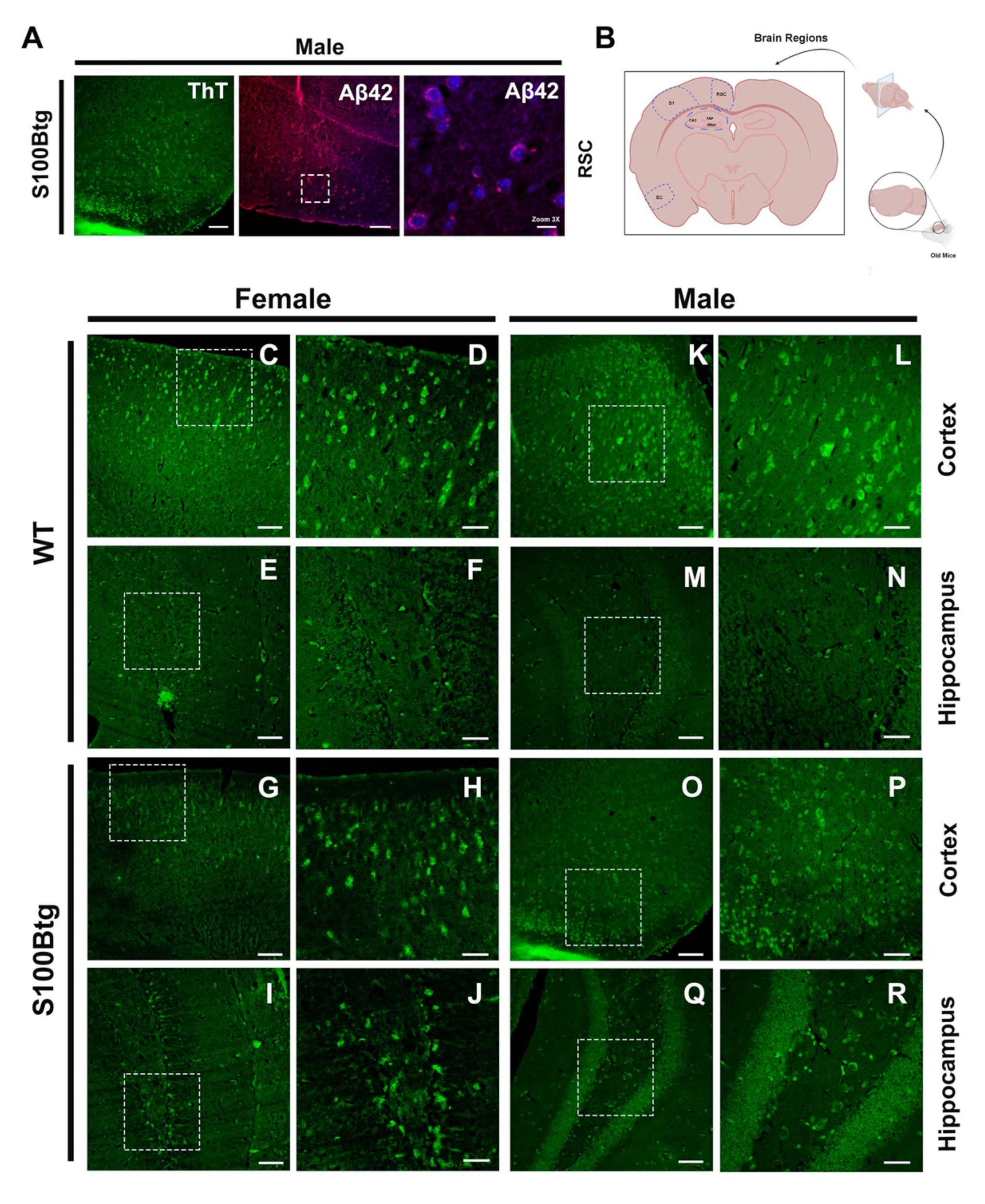 Ijms 22 10823 g006 550