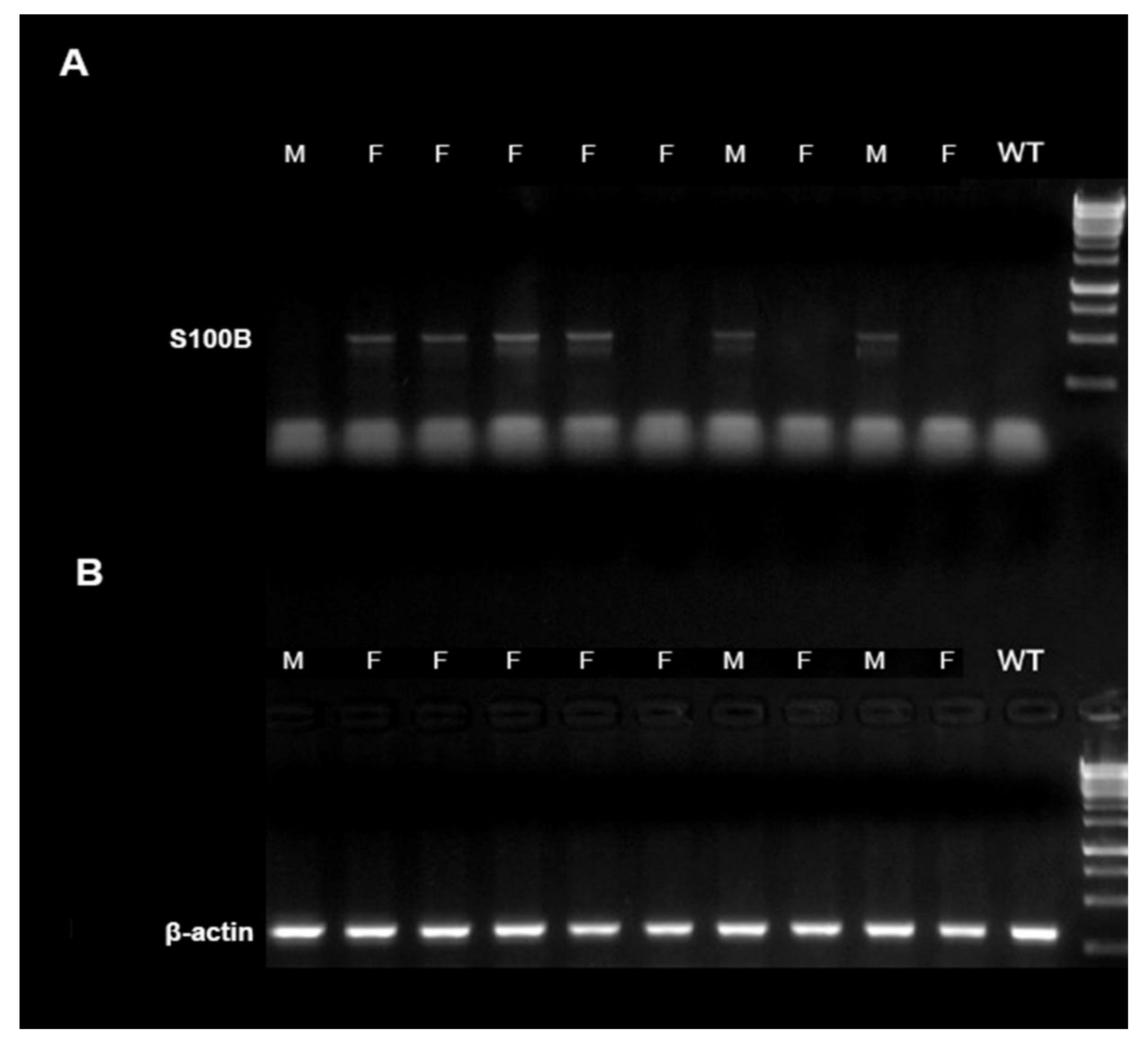 Ijms 22 10823 g007 550