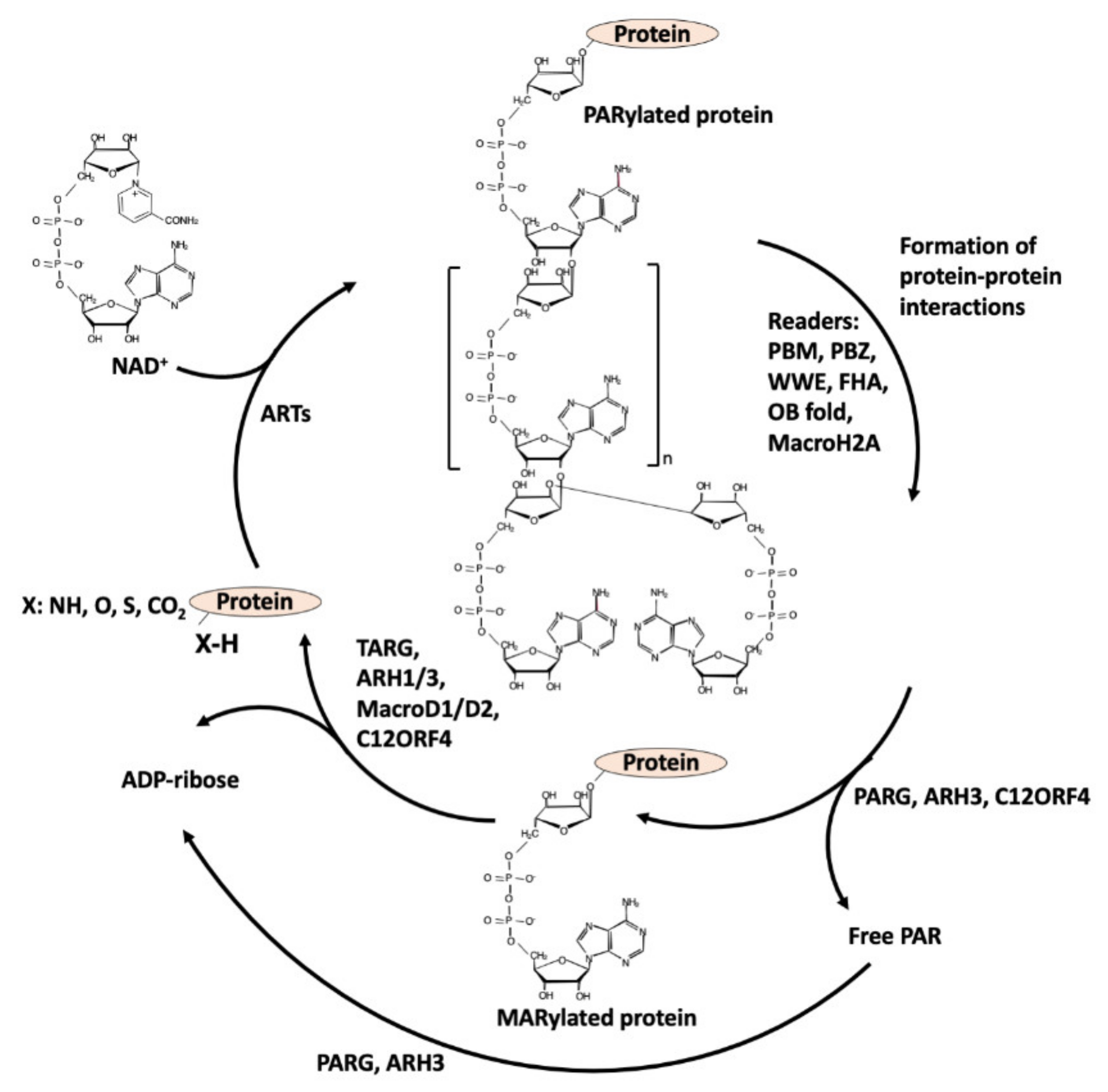Ijms 22 10829 g002 Ijms 22 10829 g002