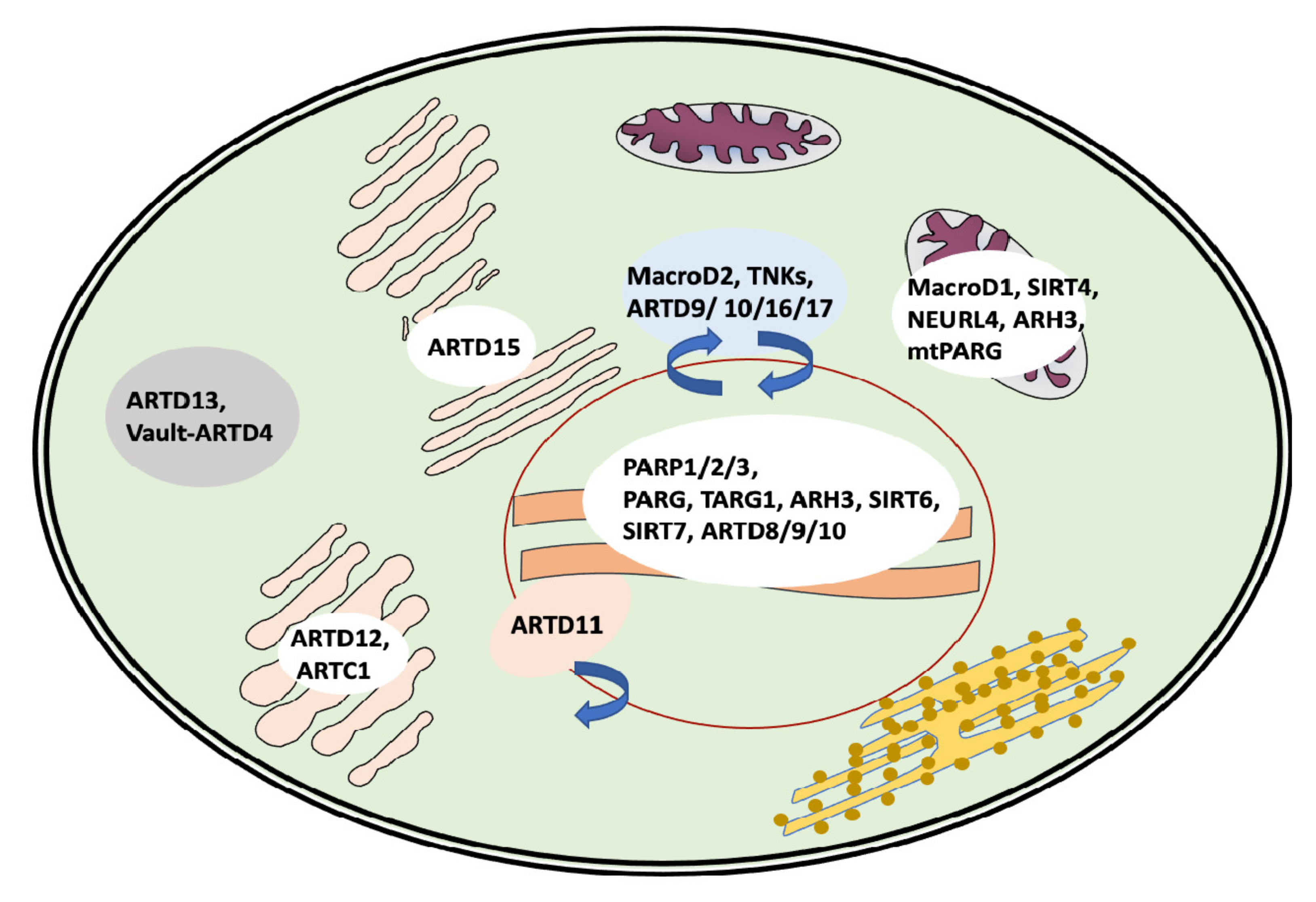 Ijms 22 10829 g003 Ijms 22 10829 g003