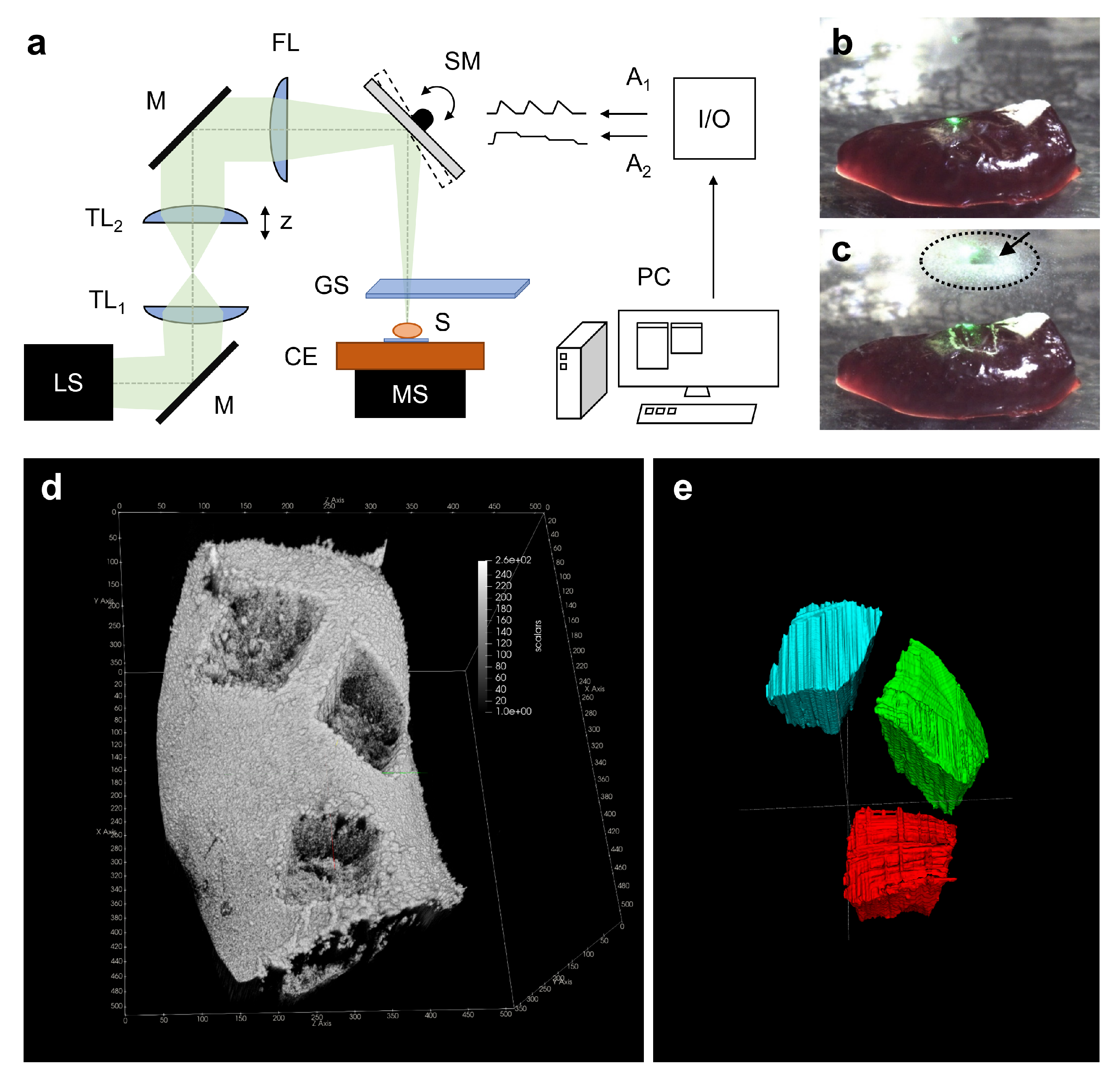 Ijms 22 10833 g001 550