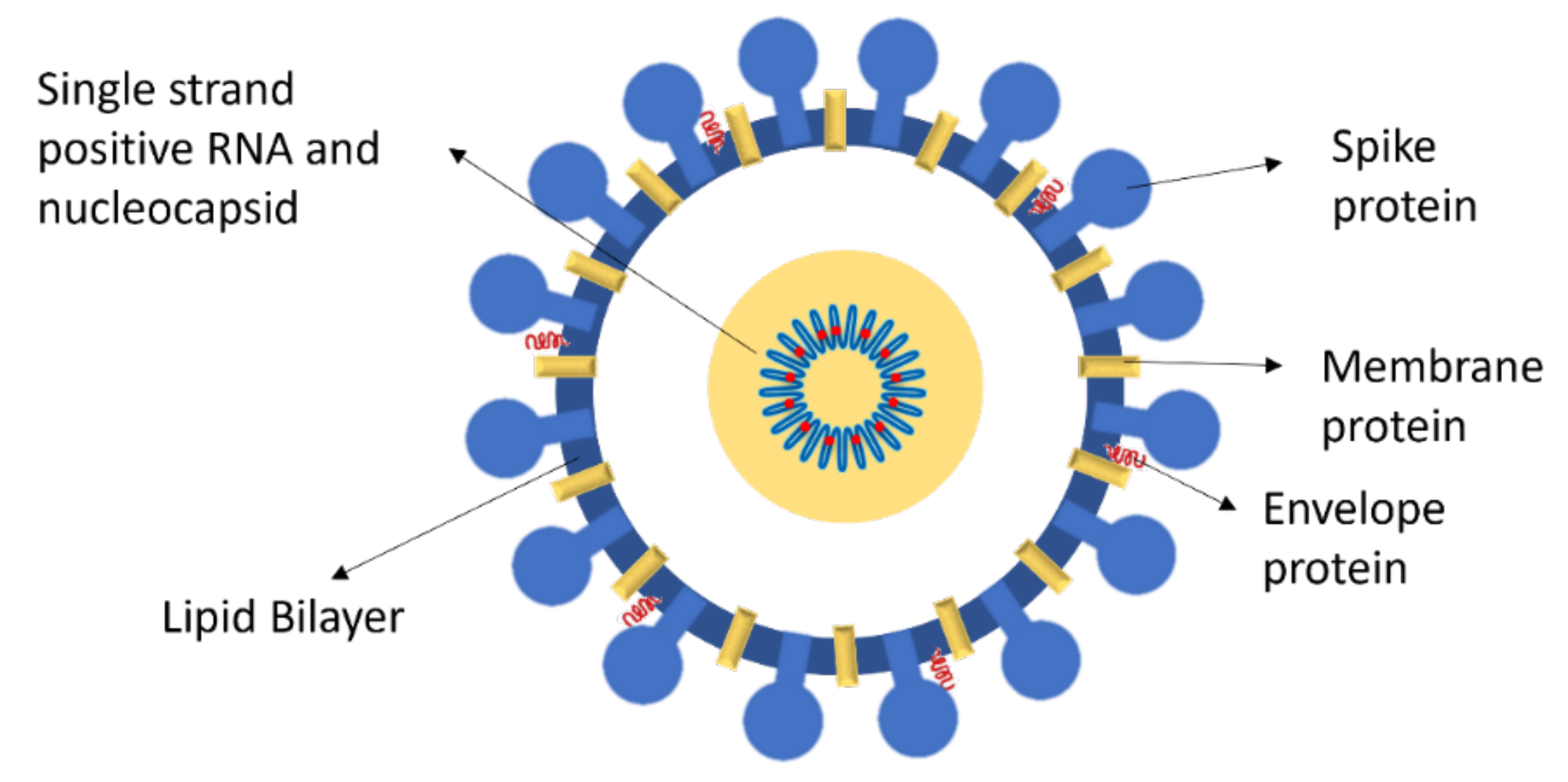 Ijms 22 10836 g001 550