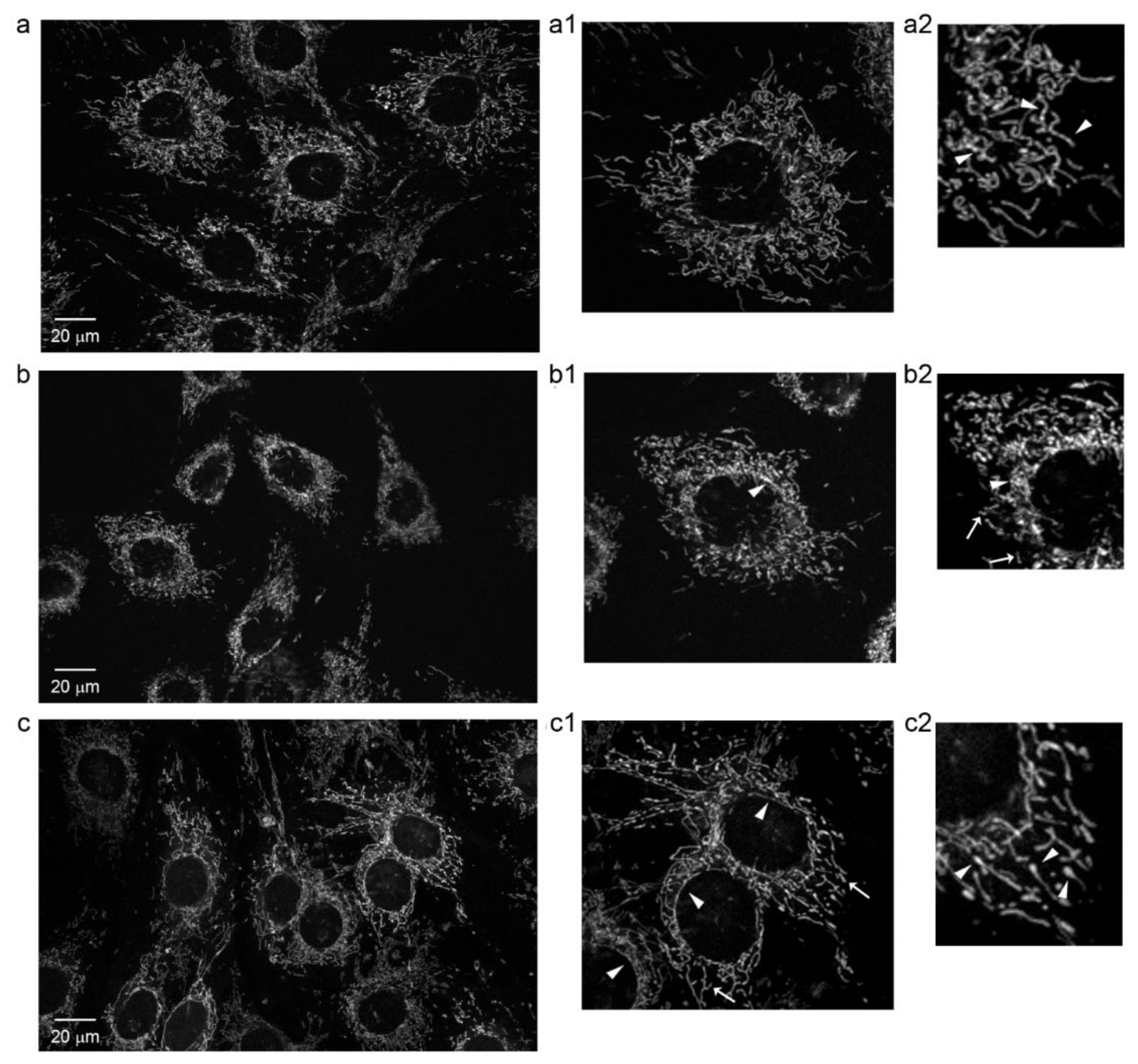 Ijms 22 10837 g009 550