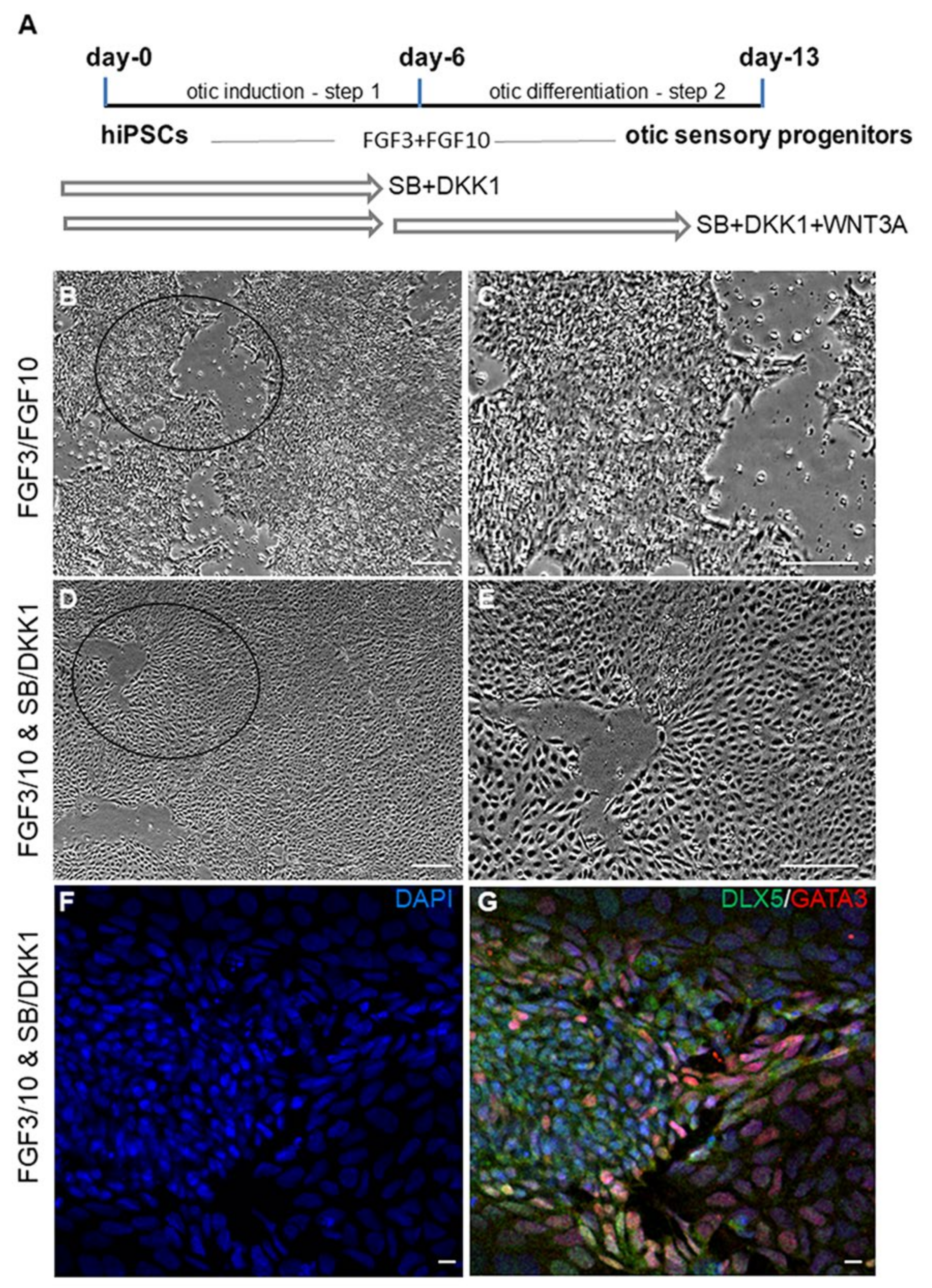 Ijms 22 10849 g001 550
