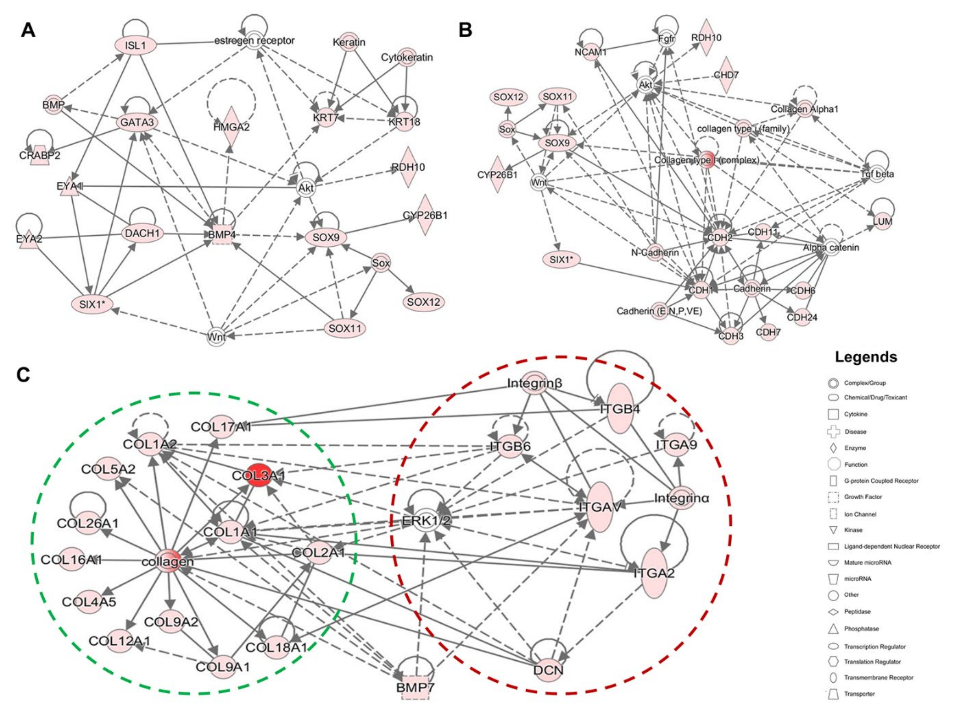 Ijms 22 10849 g007 550