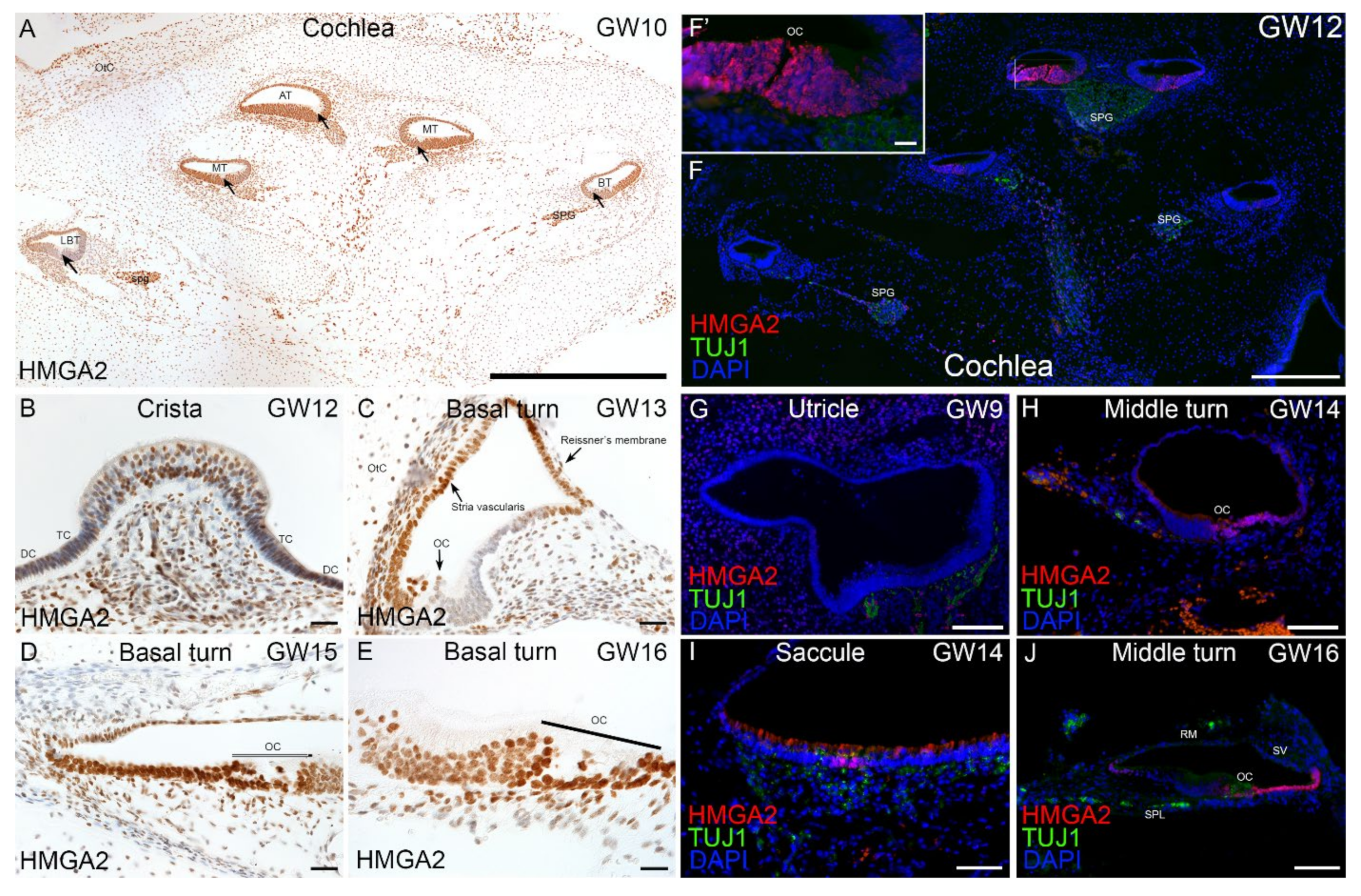 Ijms 22 10849 g008 550