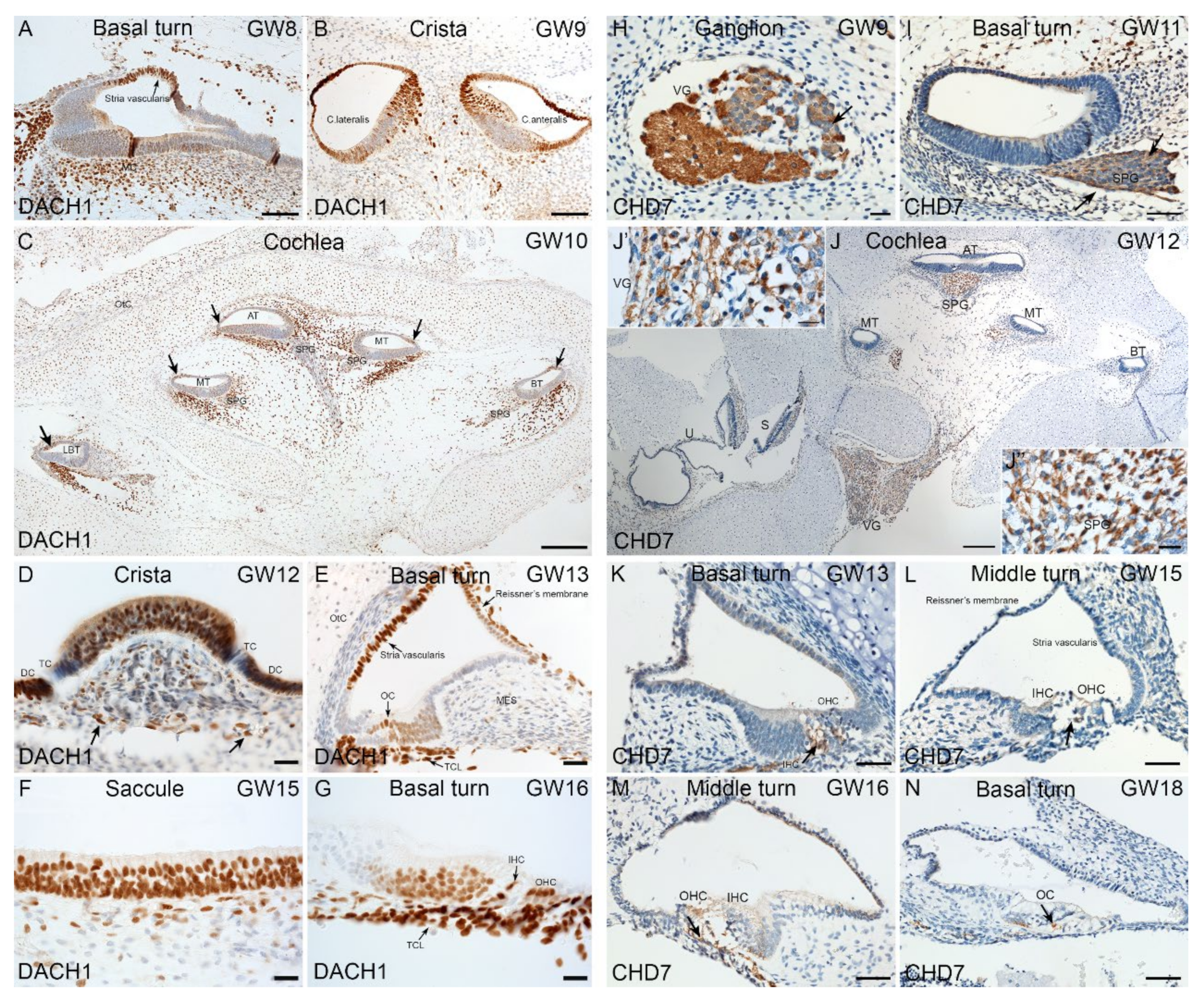 Ijms 22 10849 g009 550