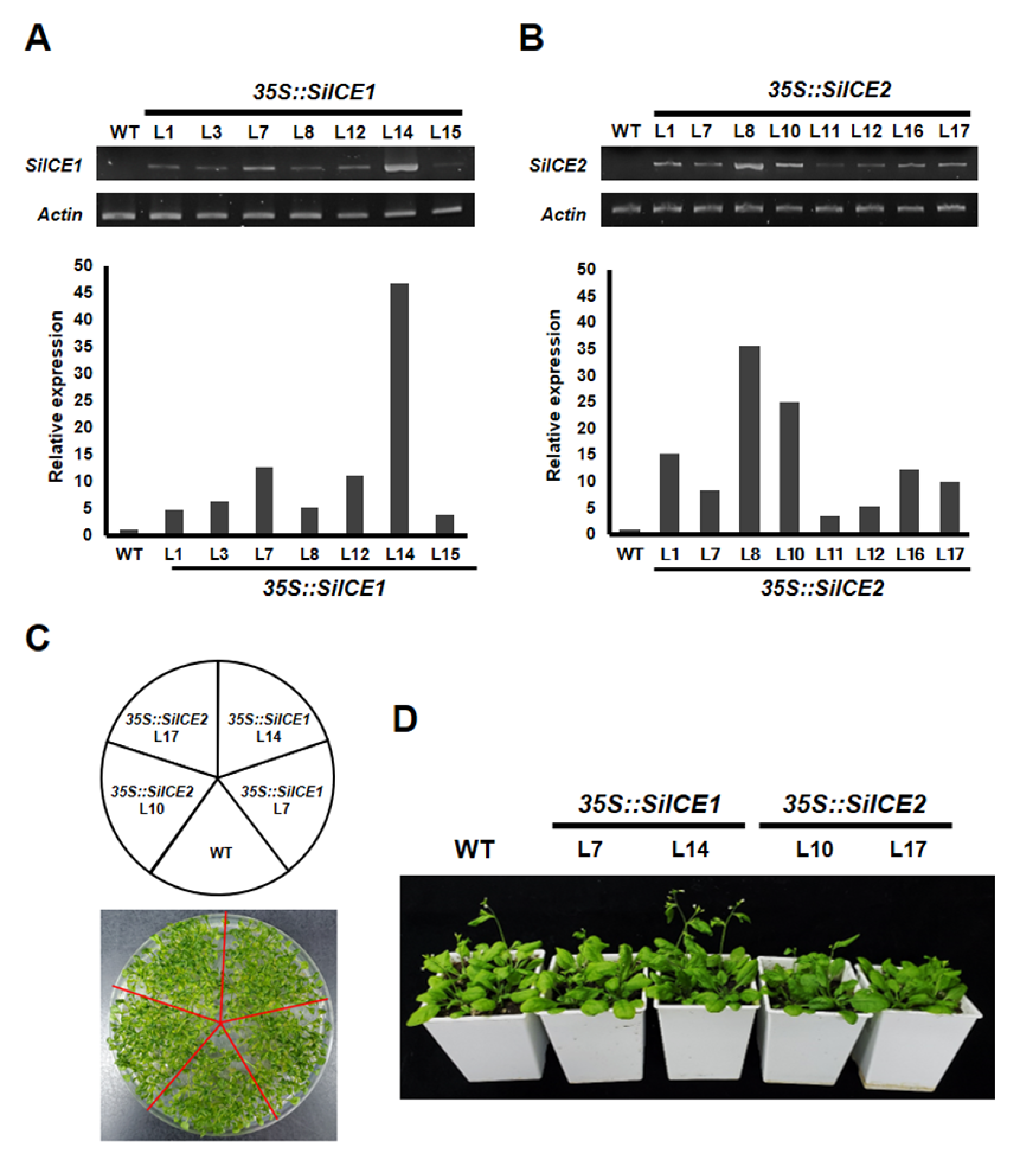 Ijms 22 10850 g009 550