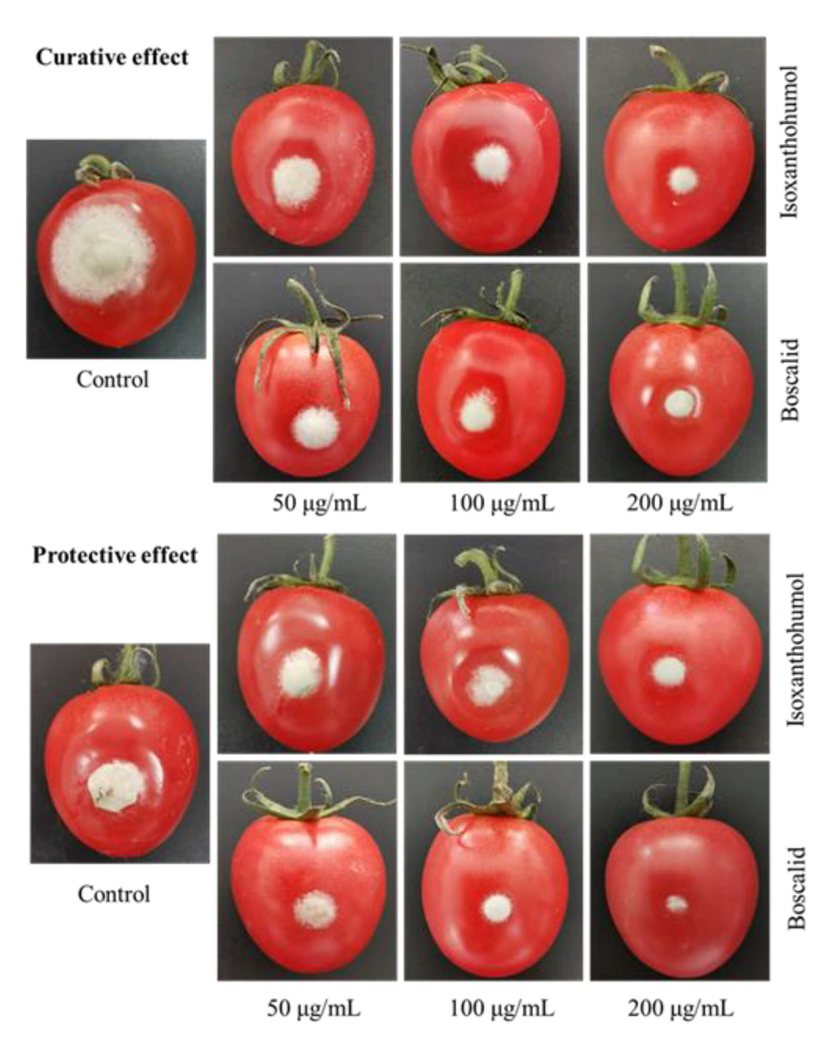 Ijms 22 10853 g003 550