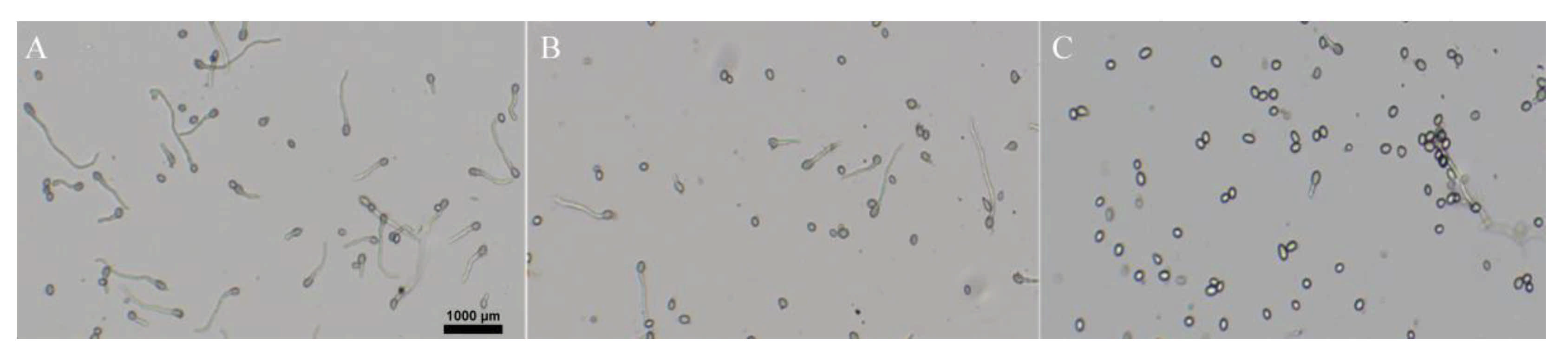 Ijms 22 10853 g004 550