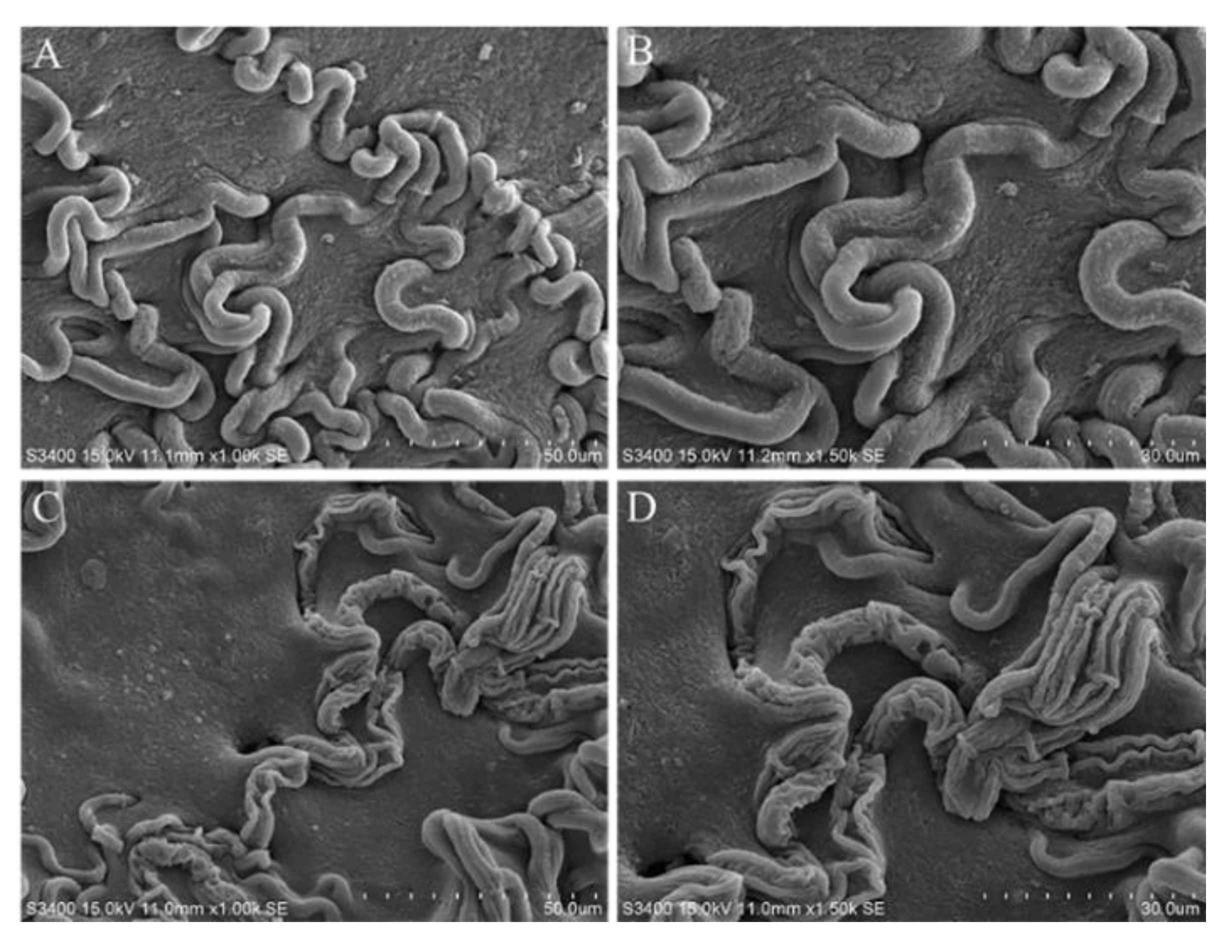 Ijms 22 10853 g005 550