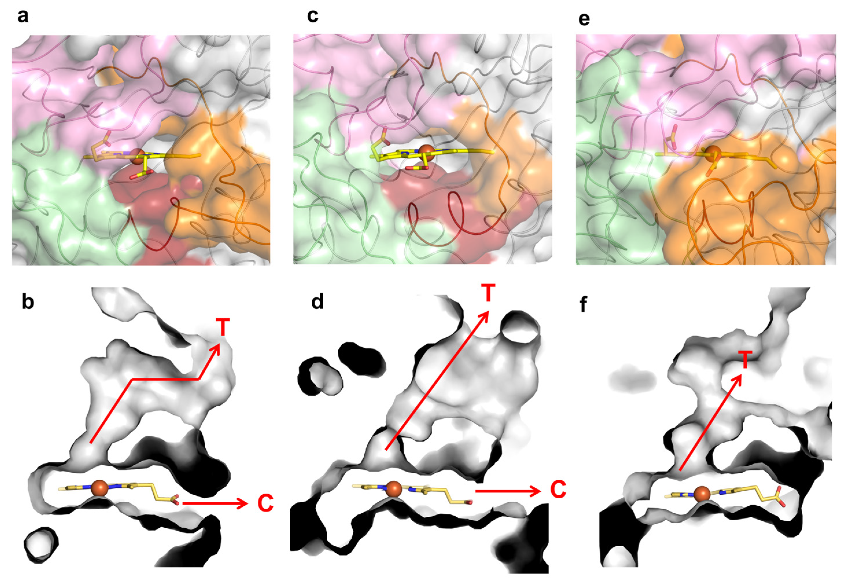 Ijms 22 10862 g005 550