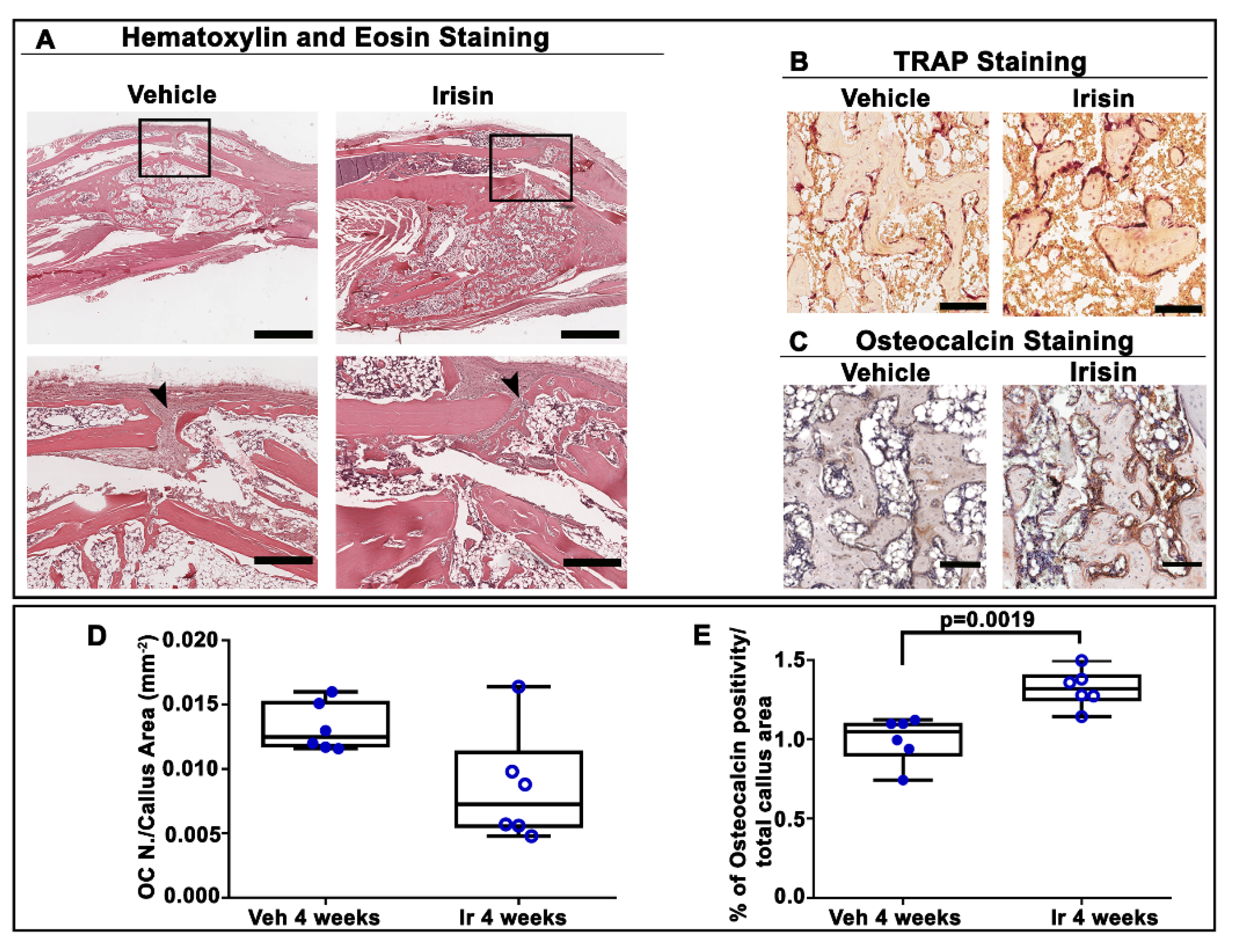 Ijms 22 10863 g004 550