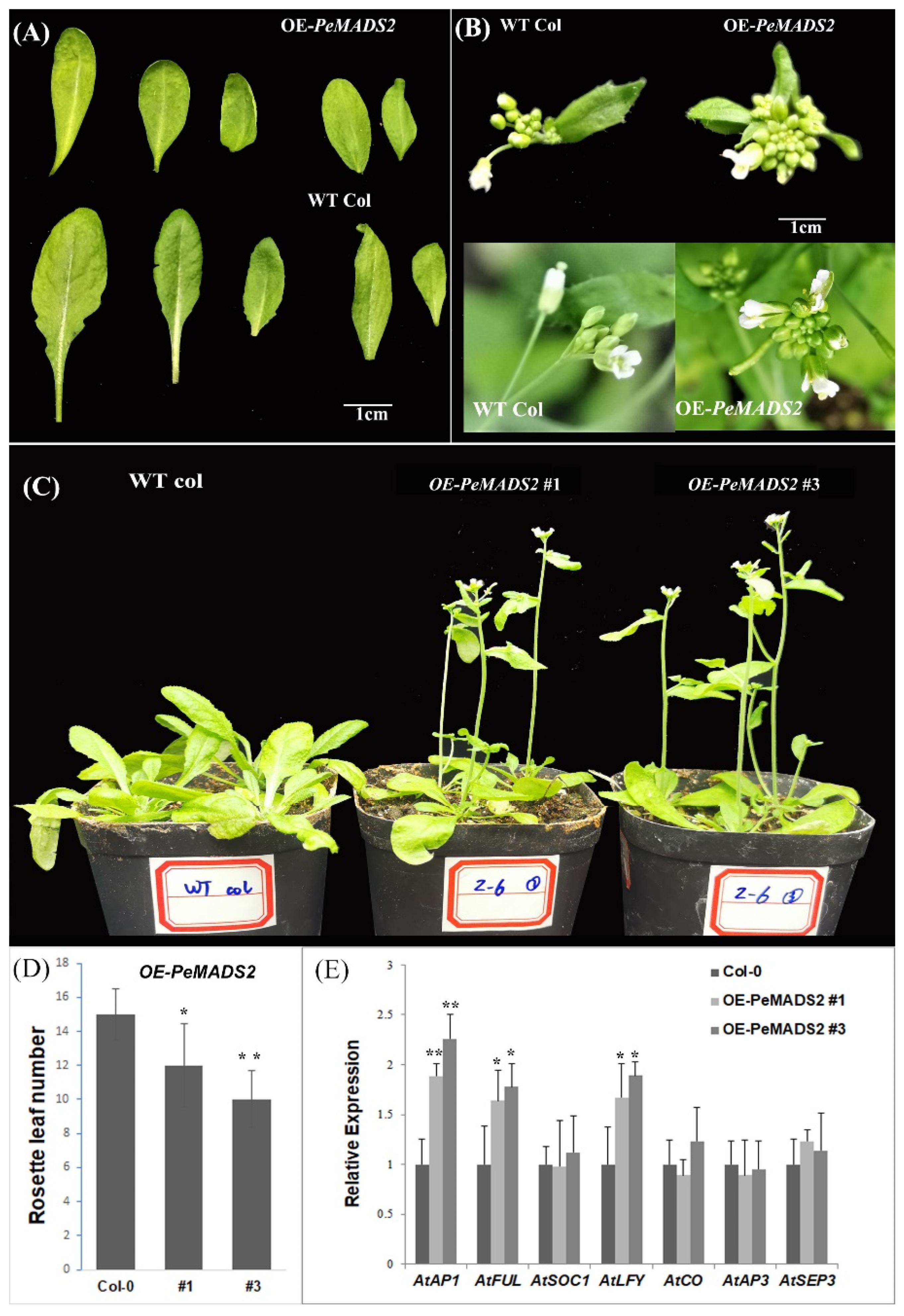 Ijms 22 10868 g004 550