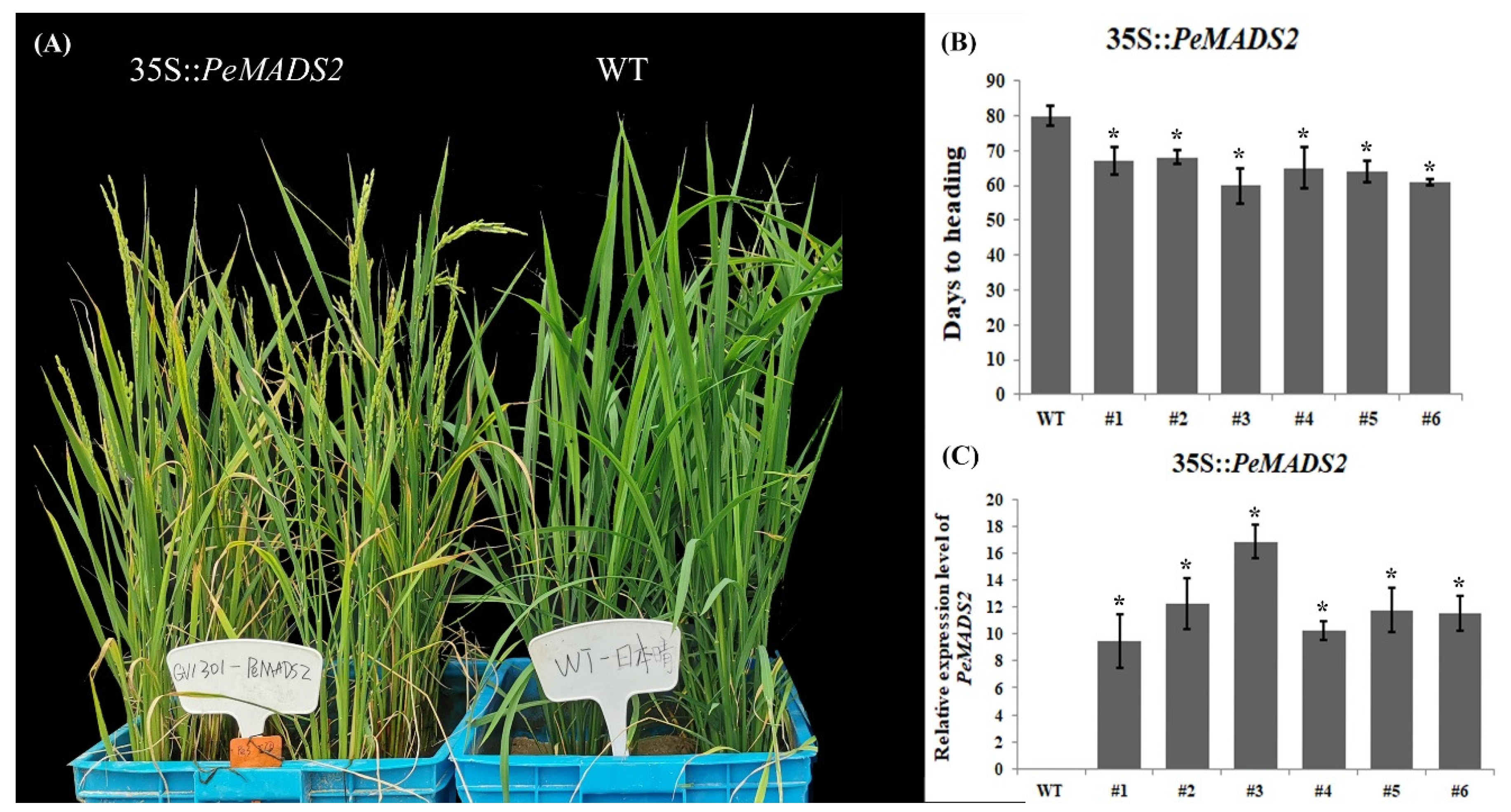 Ijms 22 10868 g005 550