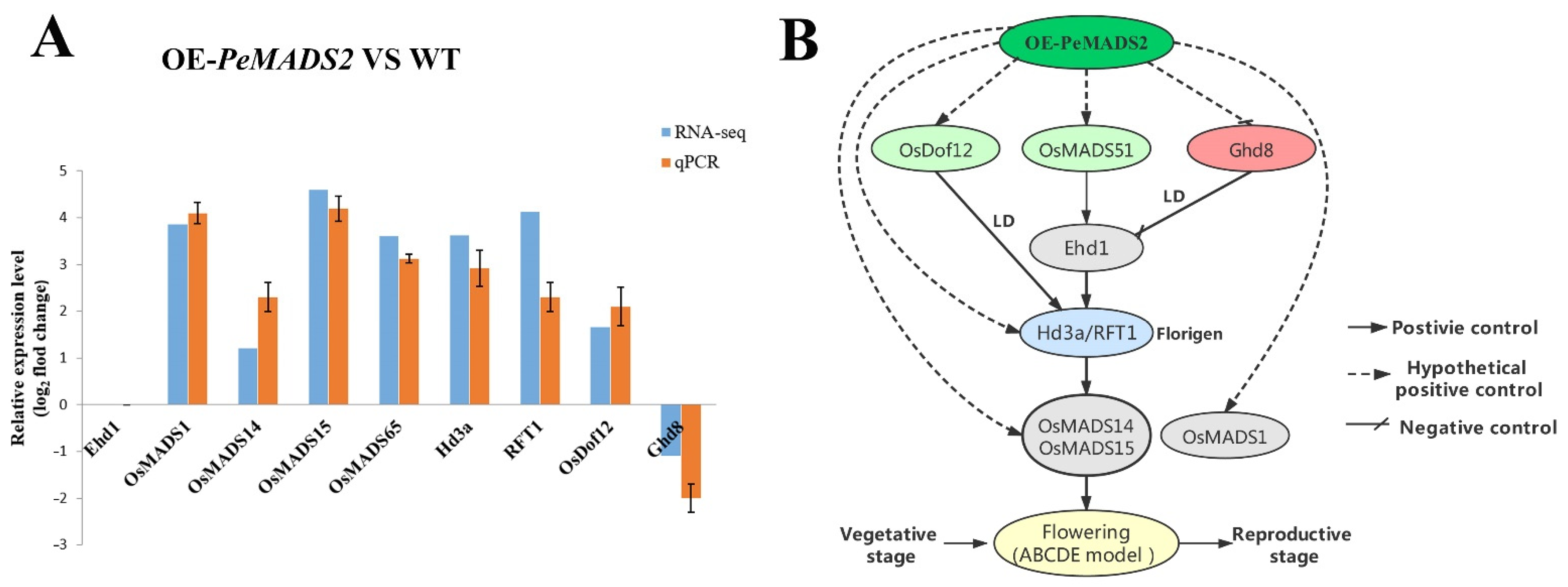 Ijms 22 10868 g007 550