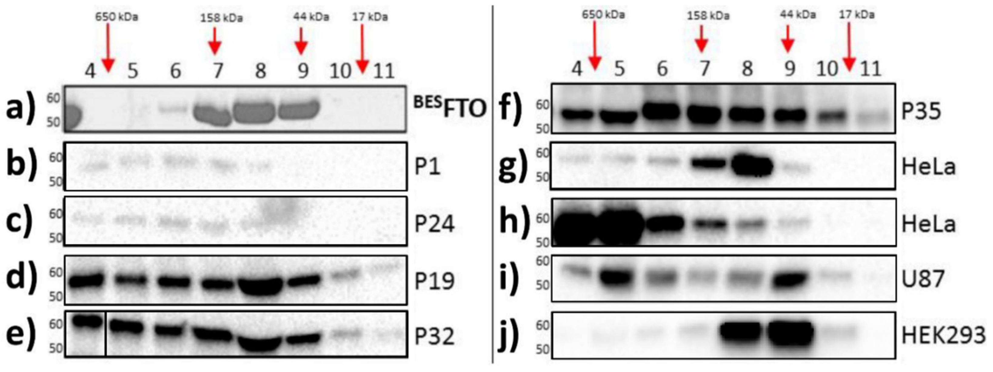 Ijms 22 10869 g001 550