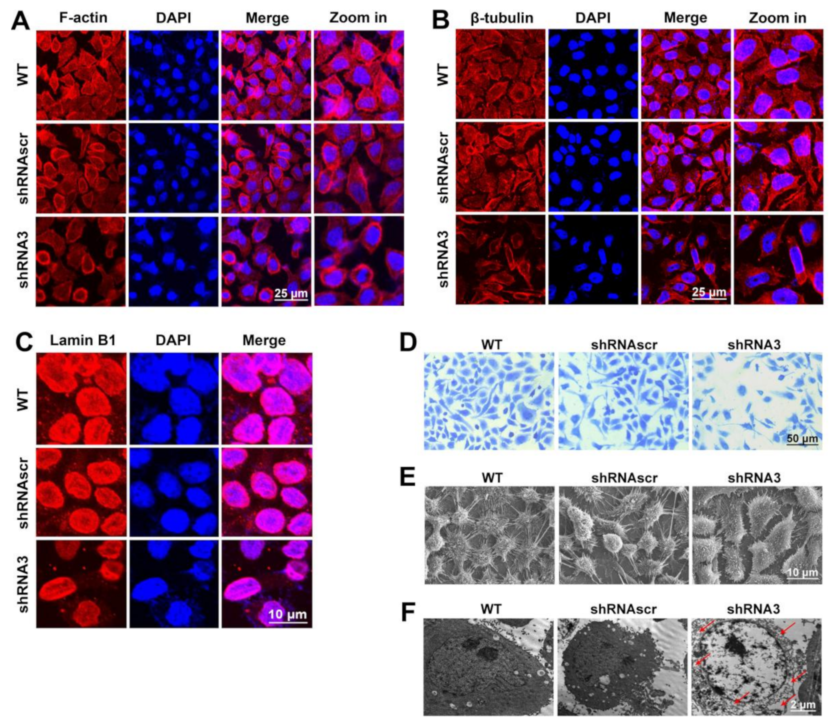 Ijms 22 10870 g004 550
