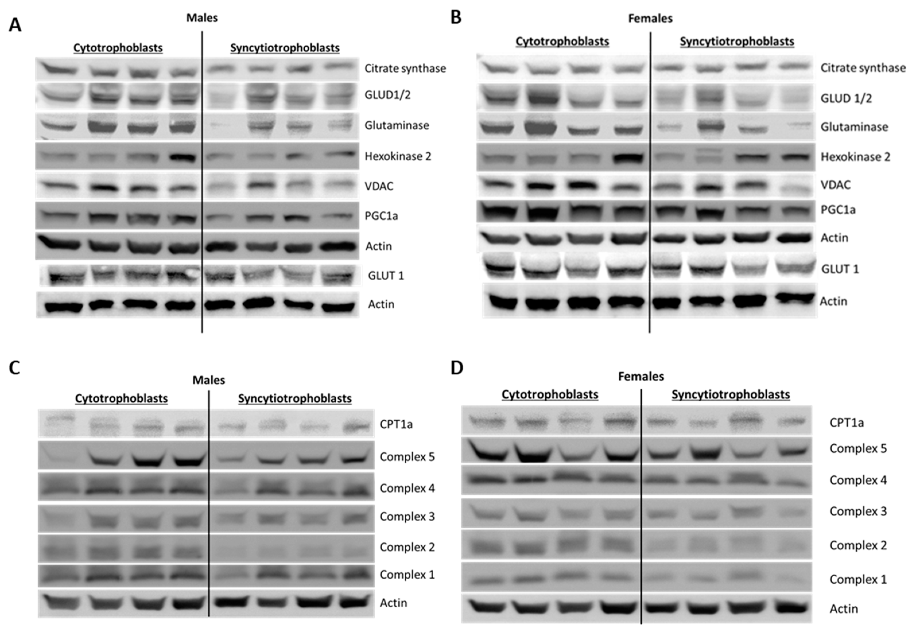 Ijms 22 10875 g007a 550