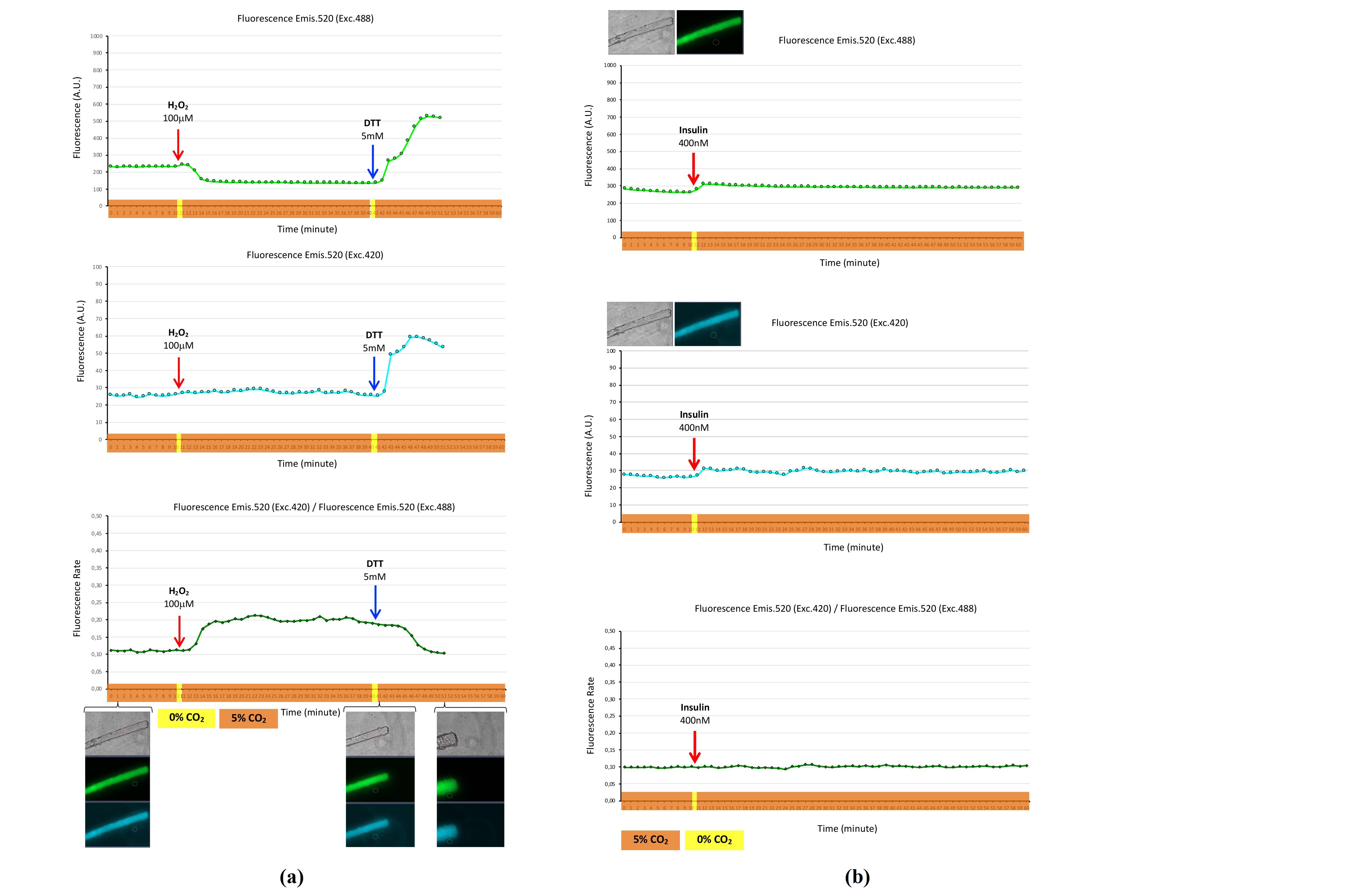 Ijms 22 10876 g004 550