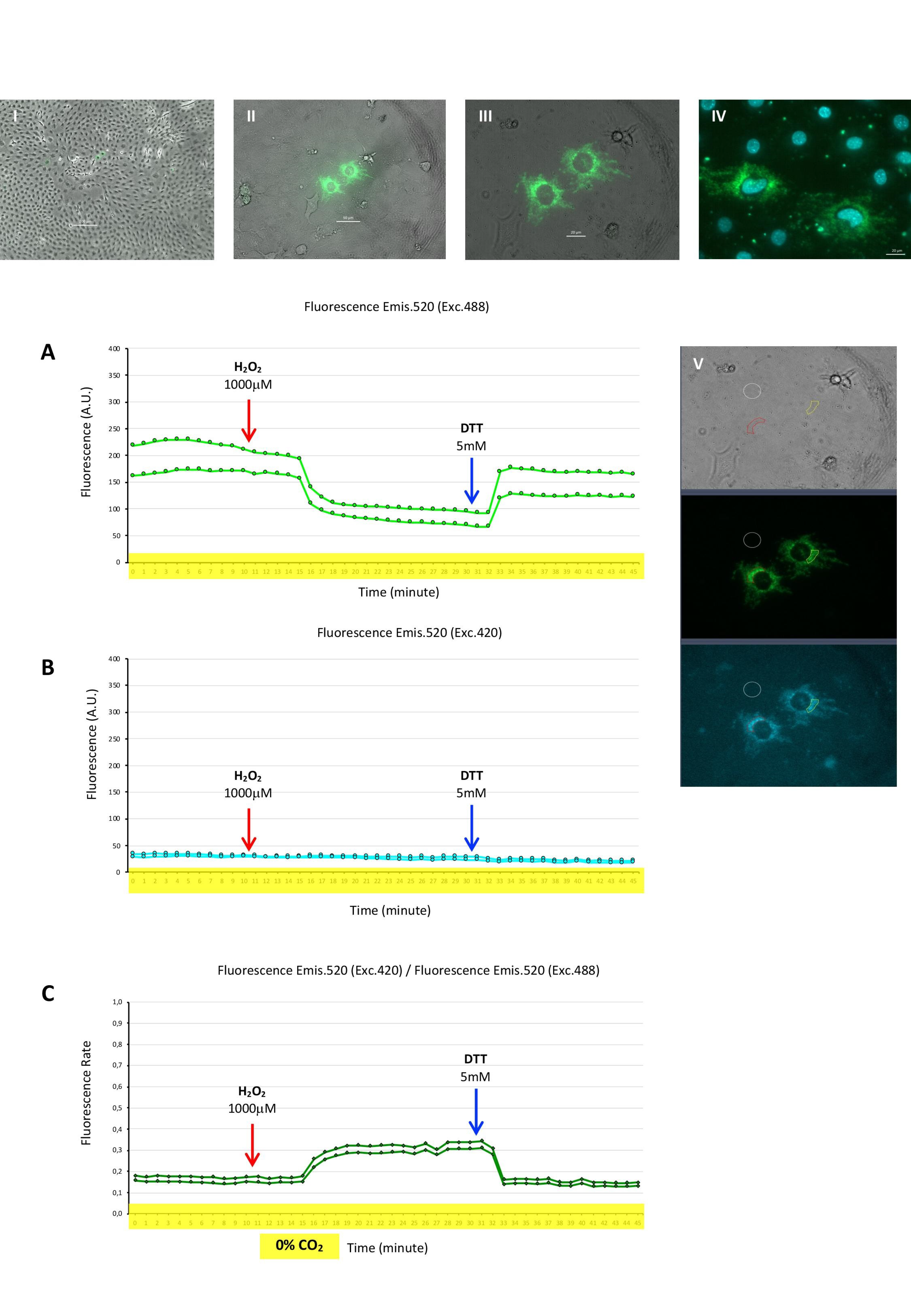 Ijms 22 10876 g005 550
