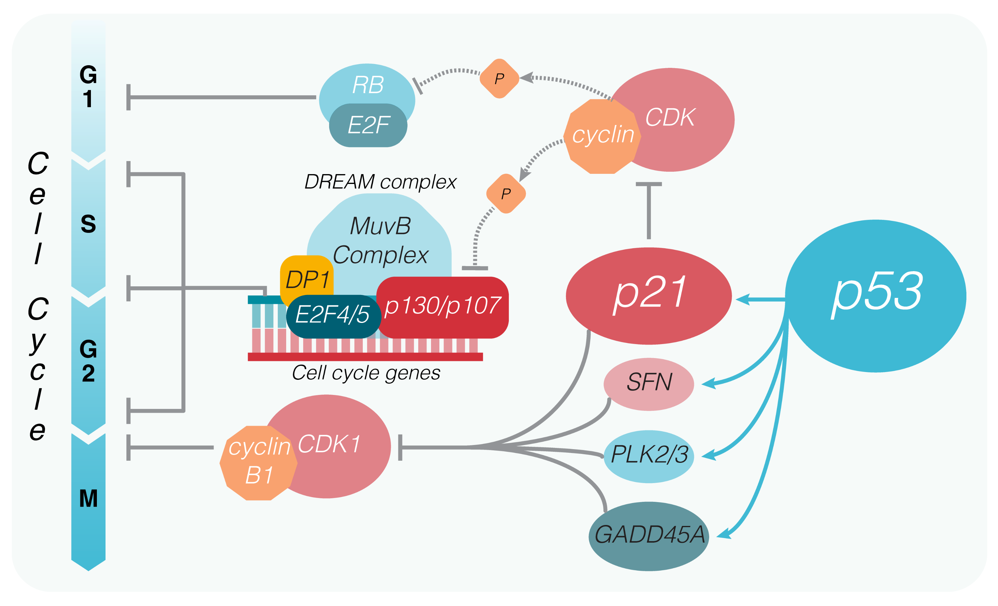 Cell Cycle Checkpoints P53 Biology Diagrams