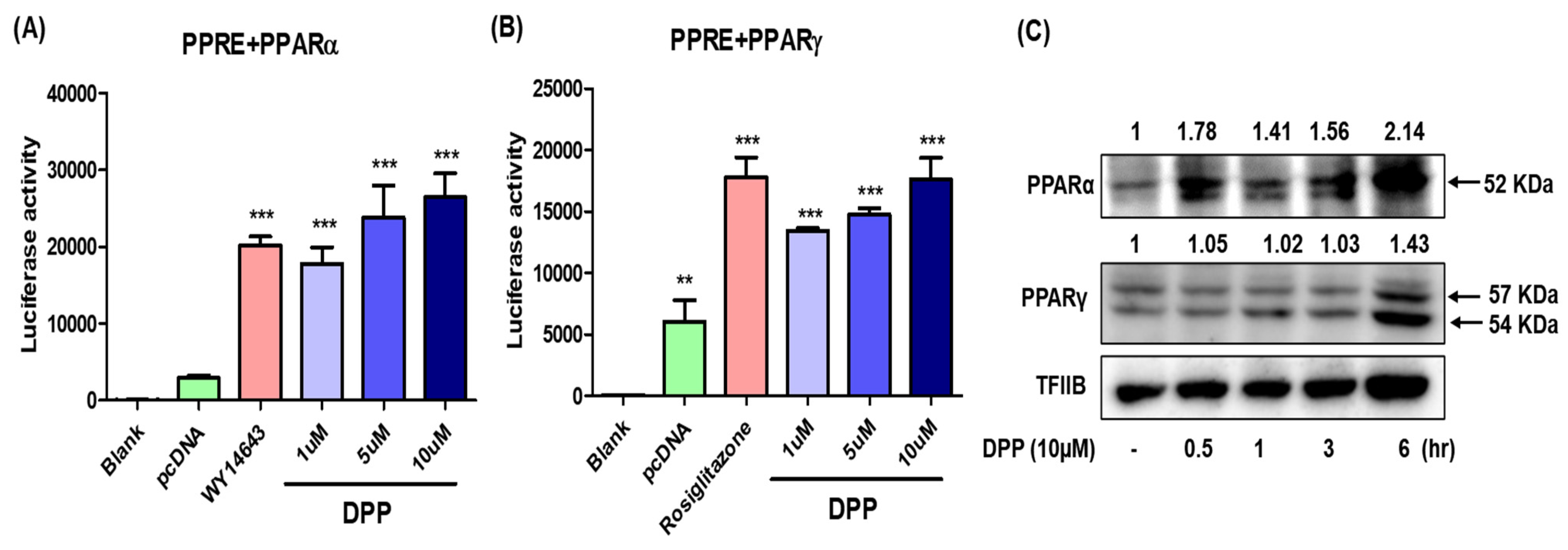 Ijms 22 10884 g008 550