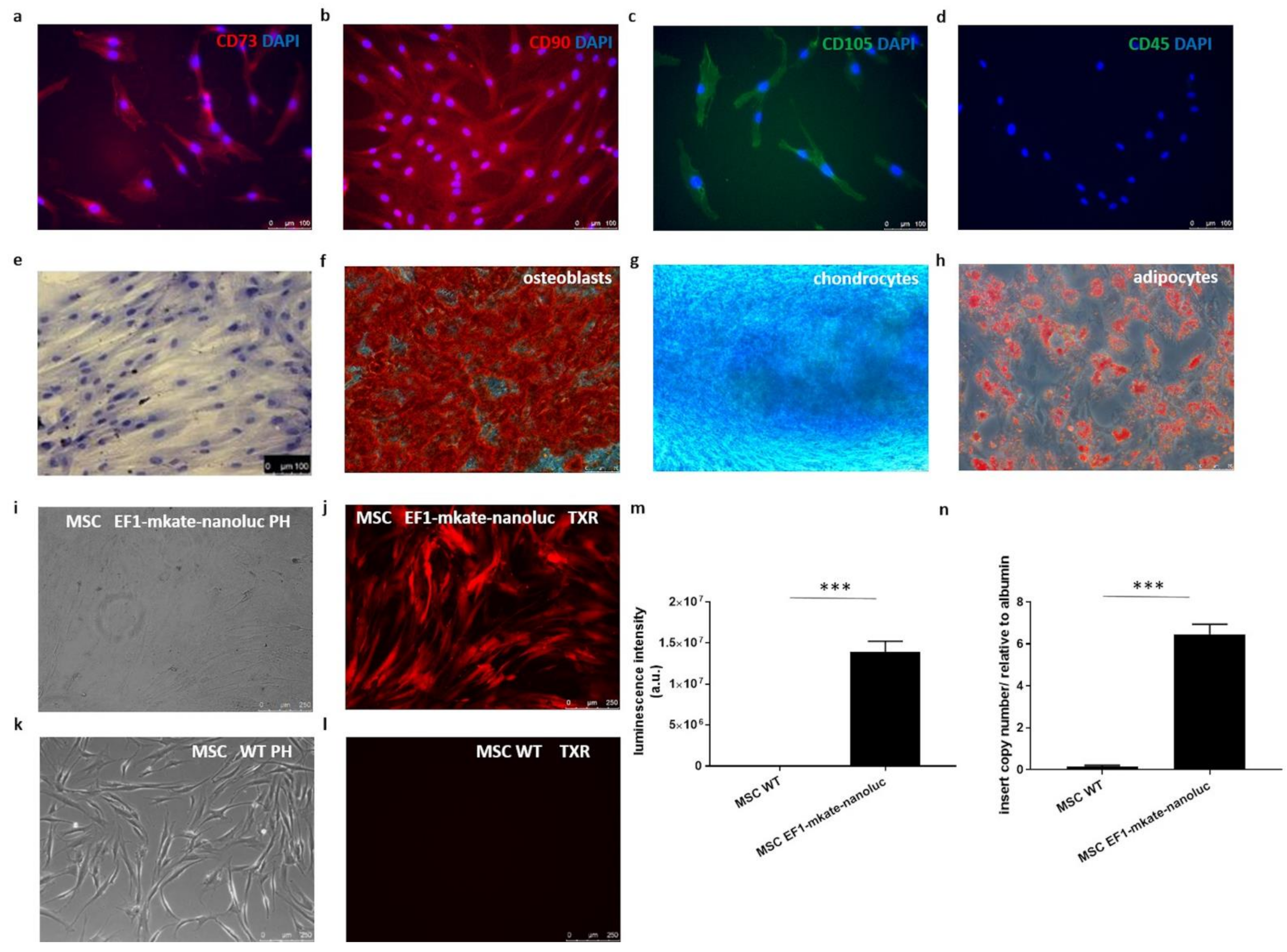 Ijms 22 10885 g003 Ijms 22 10885 g003