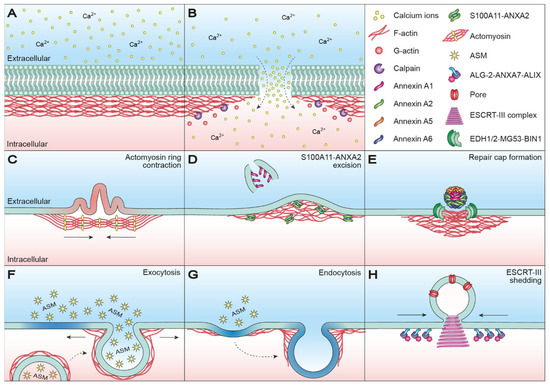Actin Cytoskeletal Dynamics in Single-Cell Wound Repair
