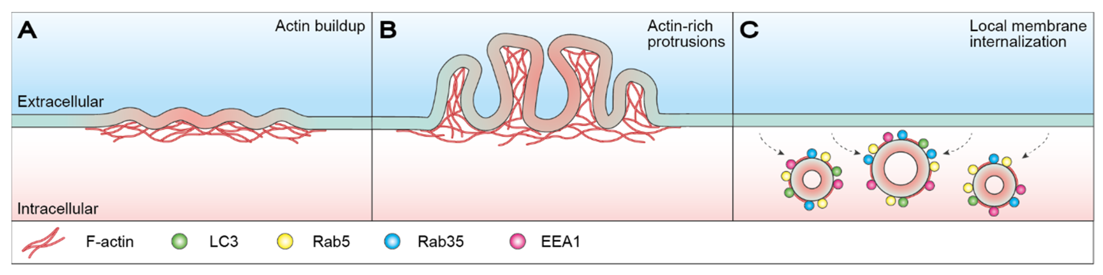 Ijms 22 10886 g003 Ijms 22 10886 g003