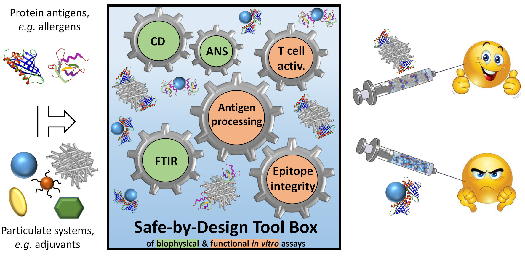 Ijms Free Full Text Structural Alterations Of Antigens At The Material Interface An Early Decision Toolbox Facilitating Safe By Design Nanovaccine Development Html