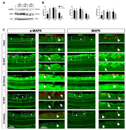 7,8-Dihydroxiflavone Protects Adult Rat Axotomized Retinal Ganglion ...