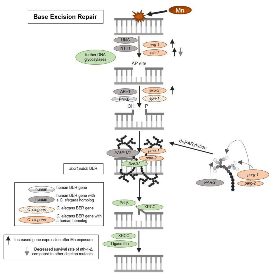 Ijms 22 10905 g003 Ijms 22 10905 g003