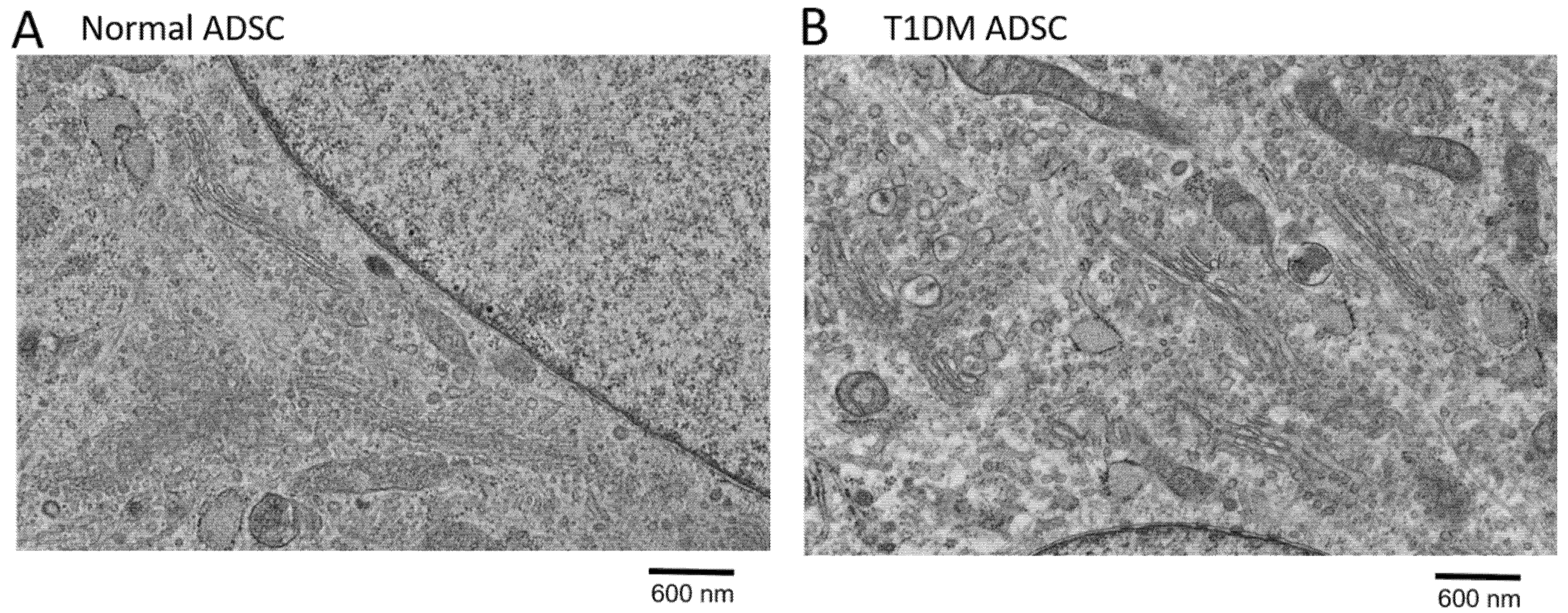 Ijms 22 10906 g002 550