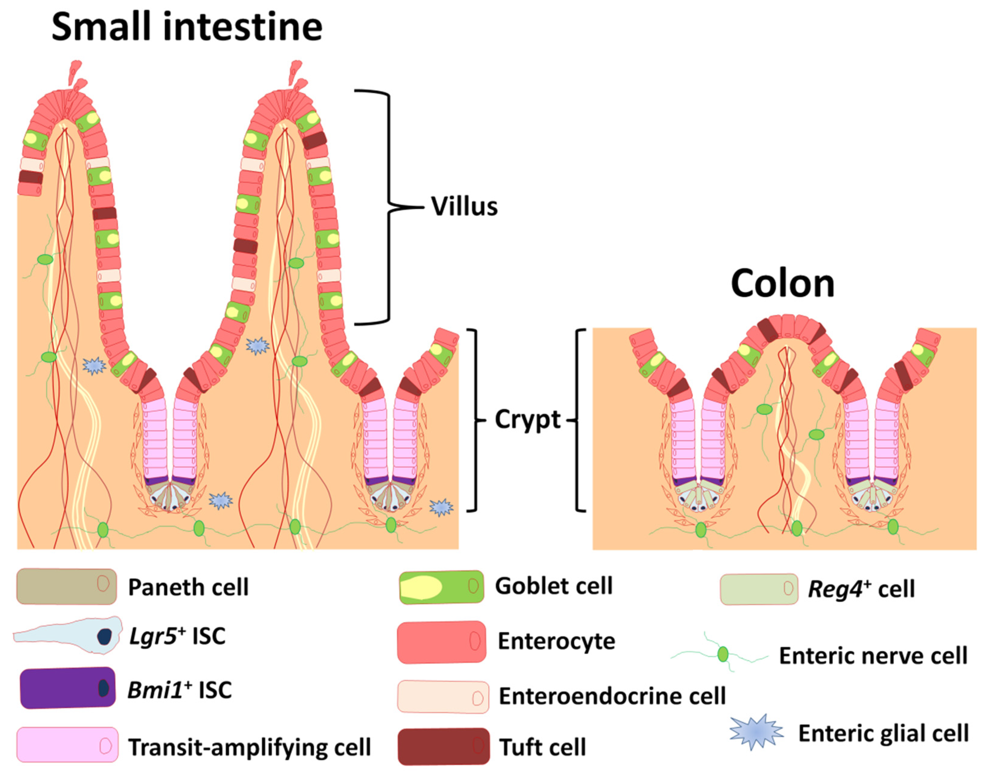 Ijms 22 10912 g001 550