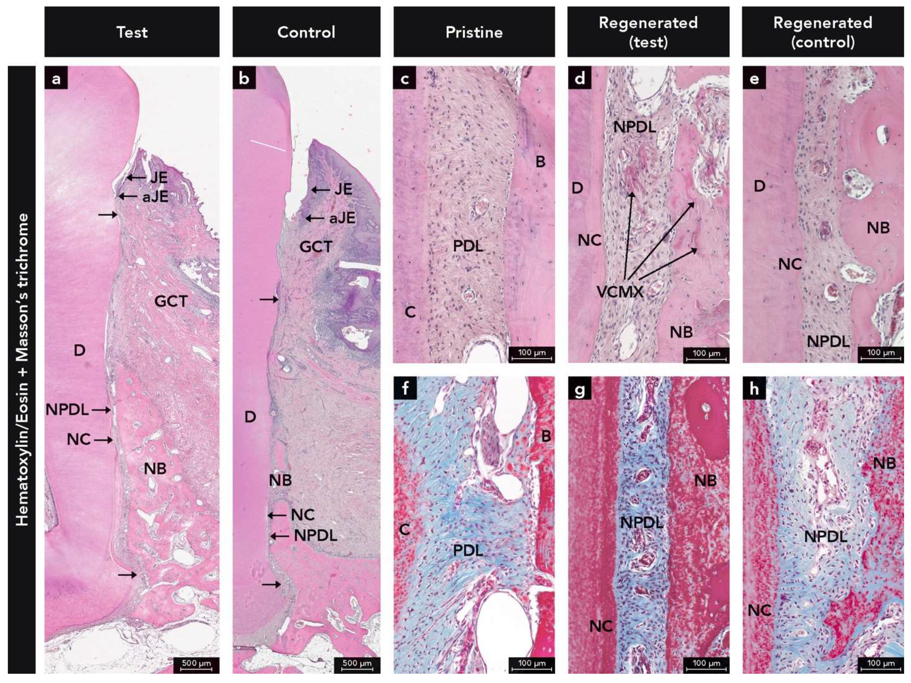 Ijms 22 10915 g001 550