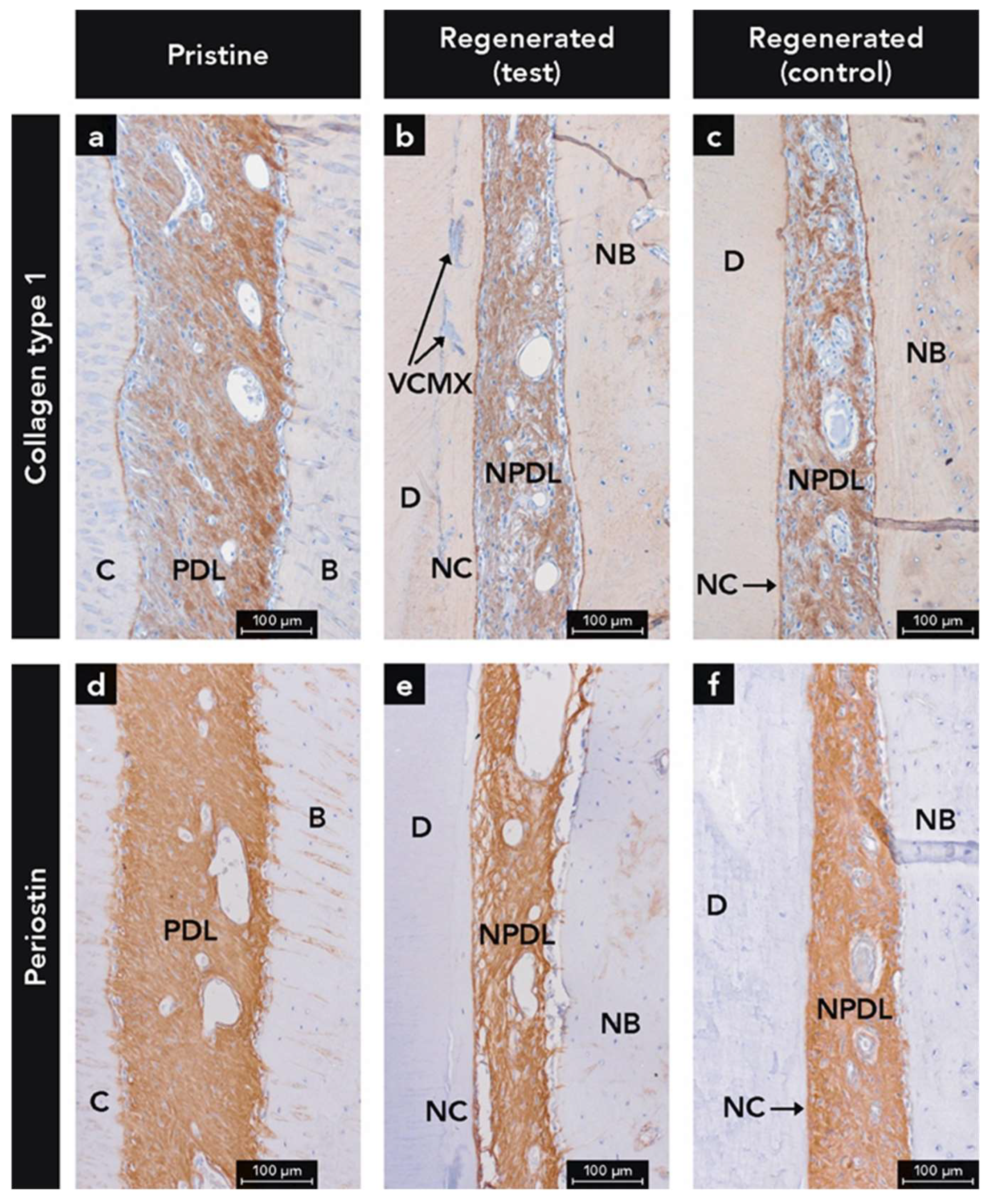 Ijms 22 10915 g005 550