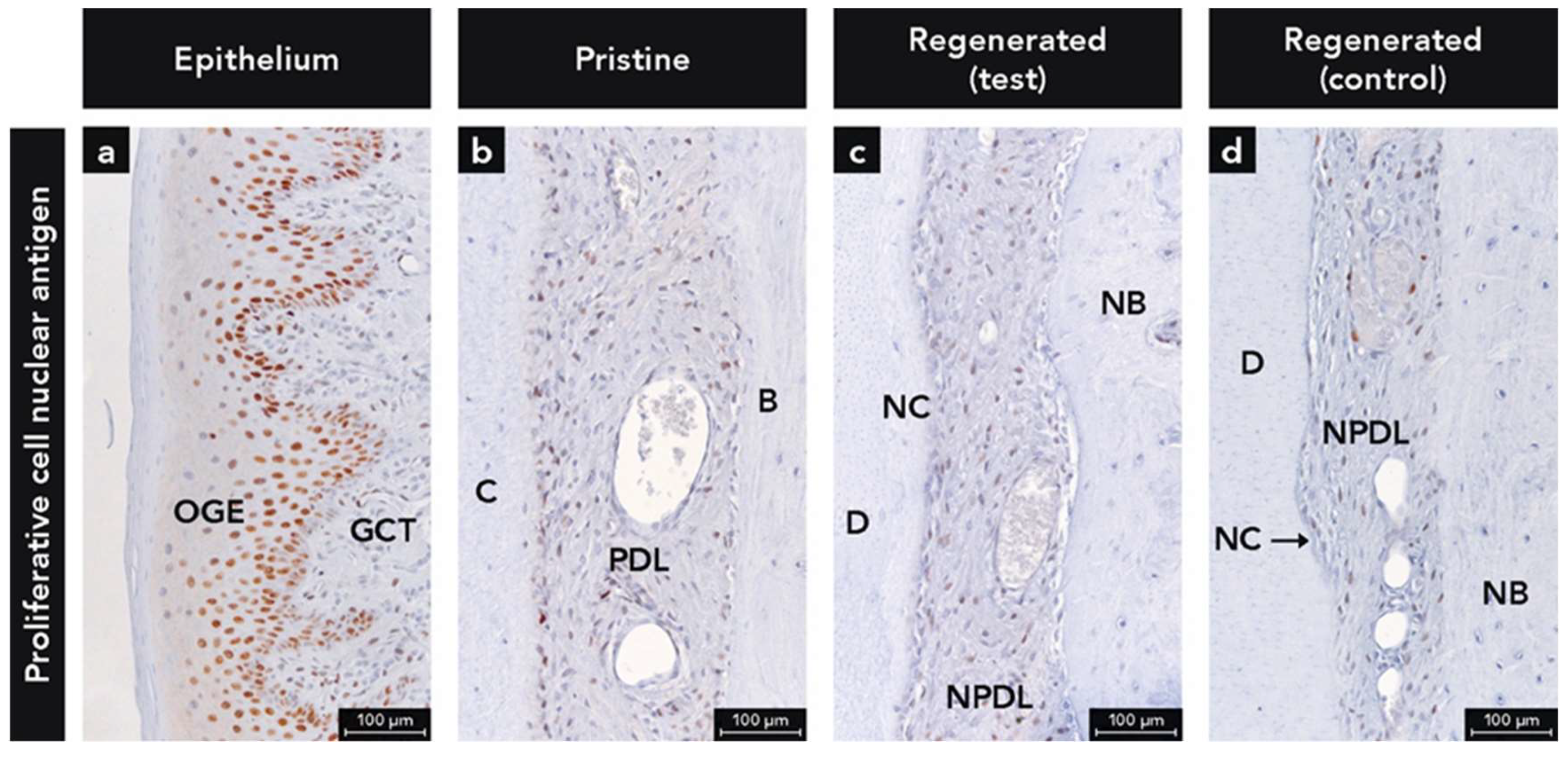Ijms 22 10915 g006 550