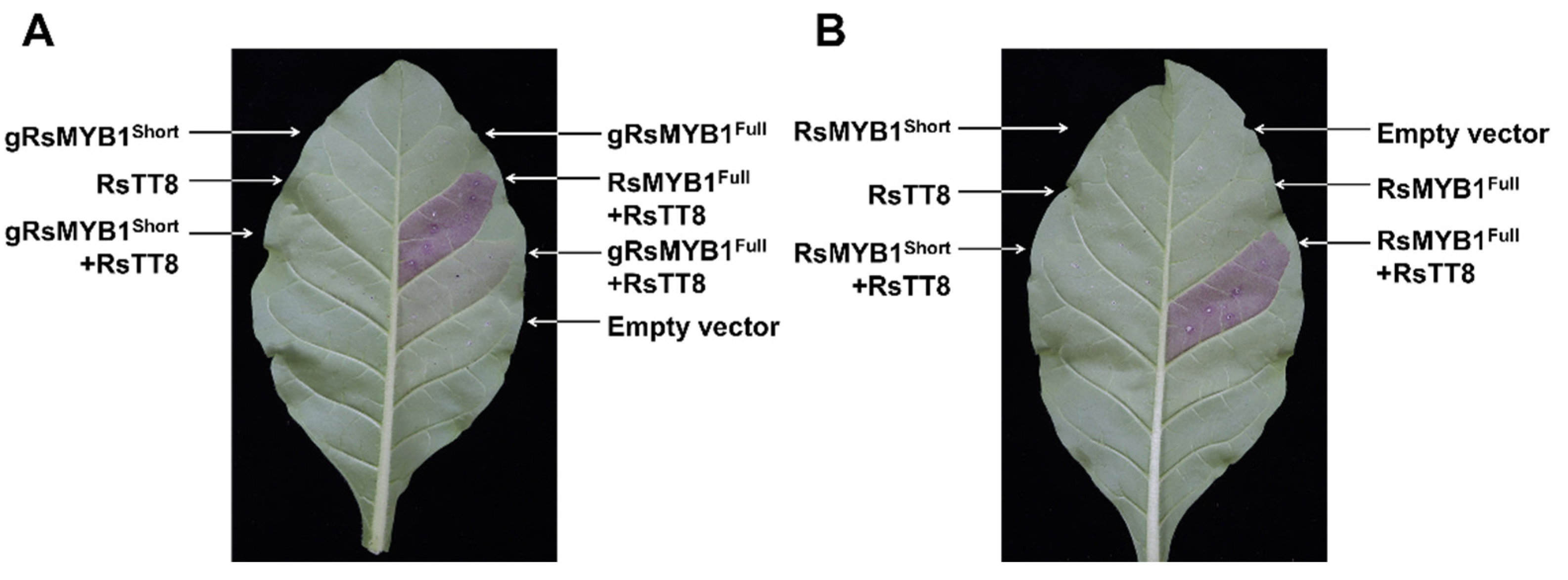 Ijms 22 10927 g007a 550